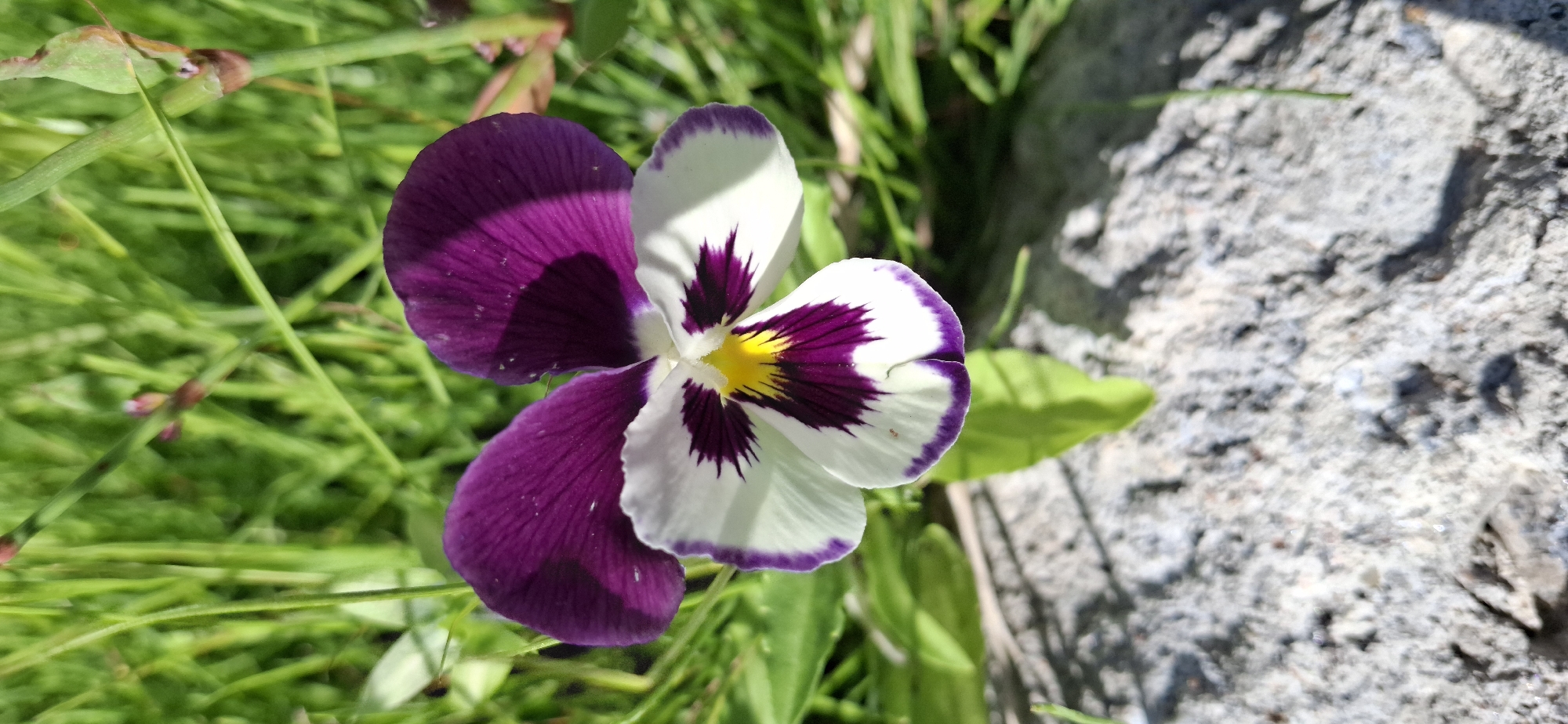 A close-up, top-down shot shows a single, vibrant pansy flower. The flower has five petals: two large upper petals are a deep, rich purple, fading to a lighter shade at their edges. The lower three petals are predominantly white, with striking, dark purple markings radiating from the center and a small, bright yellow core. A thin, dark purple border outlines the white petals. The flower is positioned slightly off-center to the left.
The background is a soft blur of lush green grass and slender, vertical green stems, some of which have small, reddish-brown buds or tips. Sunlight casts dappled shadows, creating areas of light and shade on the flower and the surface beneath it.
In the foreground, a rough, textured surface of light gray concrete or stone is visible, also in soft focus. Small, light-colored pebbles are embedded in the concrete.
The overall scene is natural and outdoors. There are no people or animals present. The environment appears to be a garden or a natural grassy area. The specific location within the city of Тельмана, Russia, cannot be determined from the visual information in the image.