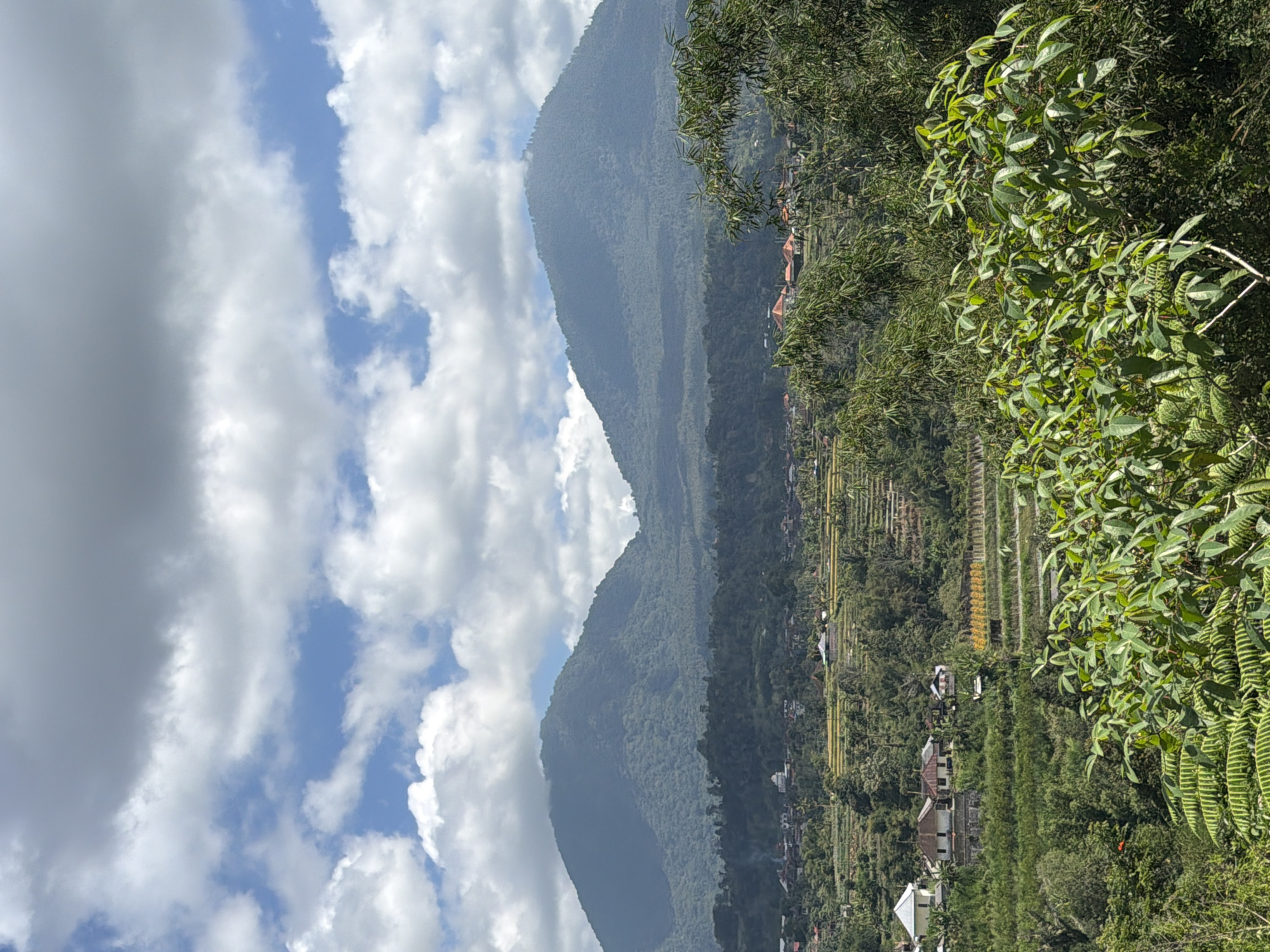 The image captures a lush, verdant landscape with two prominent, tree-covered mountains in the background, under a sky filled with scattered white and gray clouds. In the midground, a village is nestled amongst terraced rice paddies and dense greenery. The architecture suggests a tropical setting, with tiled roofs visible on some of the houses. The foreground is dominated by various types of foliage, including ferns and leafy bushes, framing the scene and creating a sense of depth. The overall impression is one of a serene, rural environment in Baturiti, Indonesia.