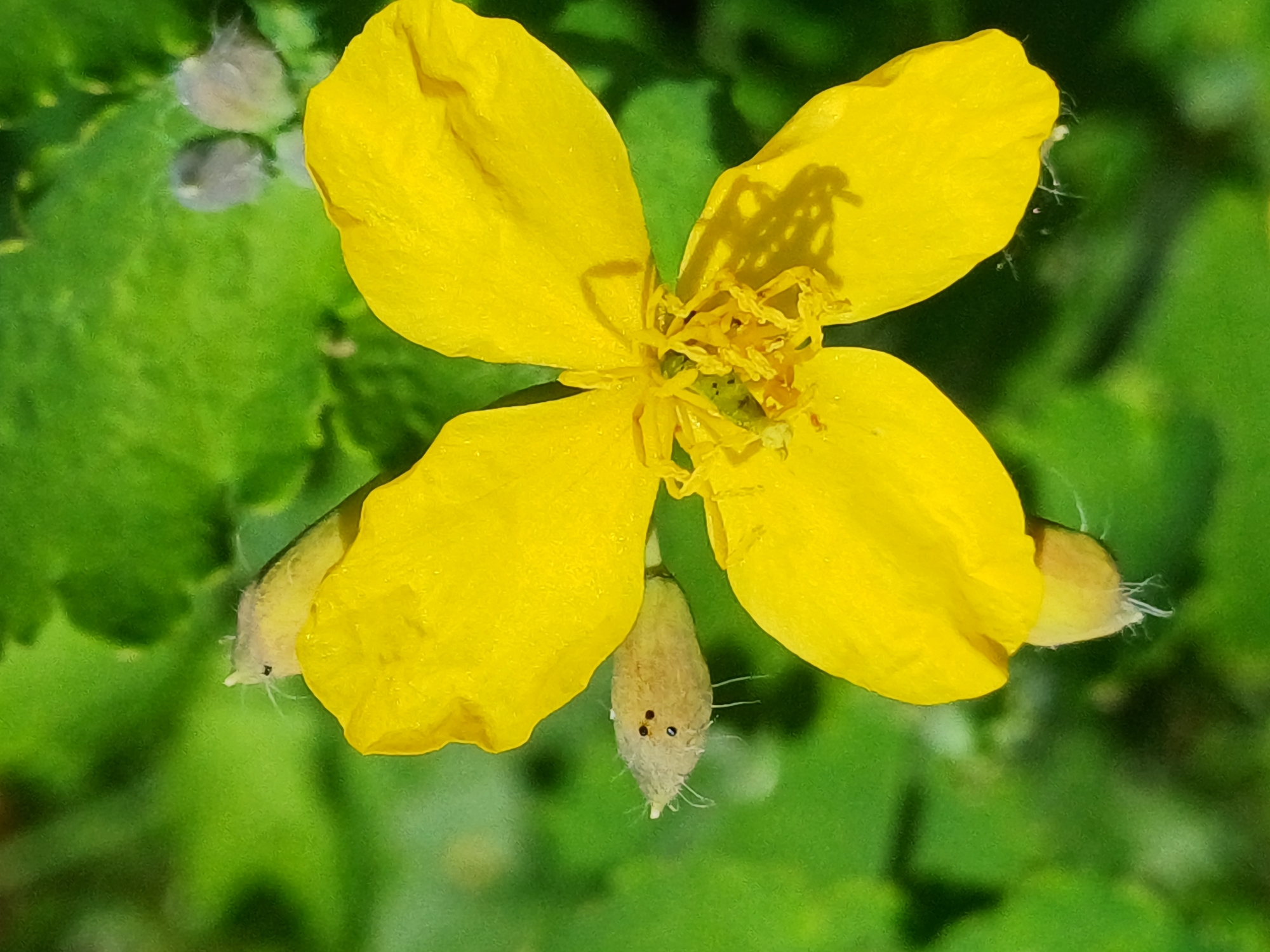 The image shows a close-up of a yellow flower with four petals. The flower is in focus against a blurred green background of foliage. There are some seed pods visible near the flower, one of which has several black spots that resemble eyes. The image appears to be a photograph taken outdoors, likely in a natural setting. There is no visible indication of the city of Riga, Latvia.