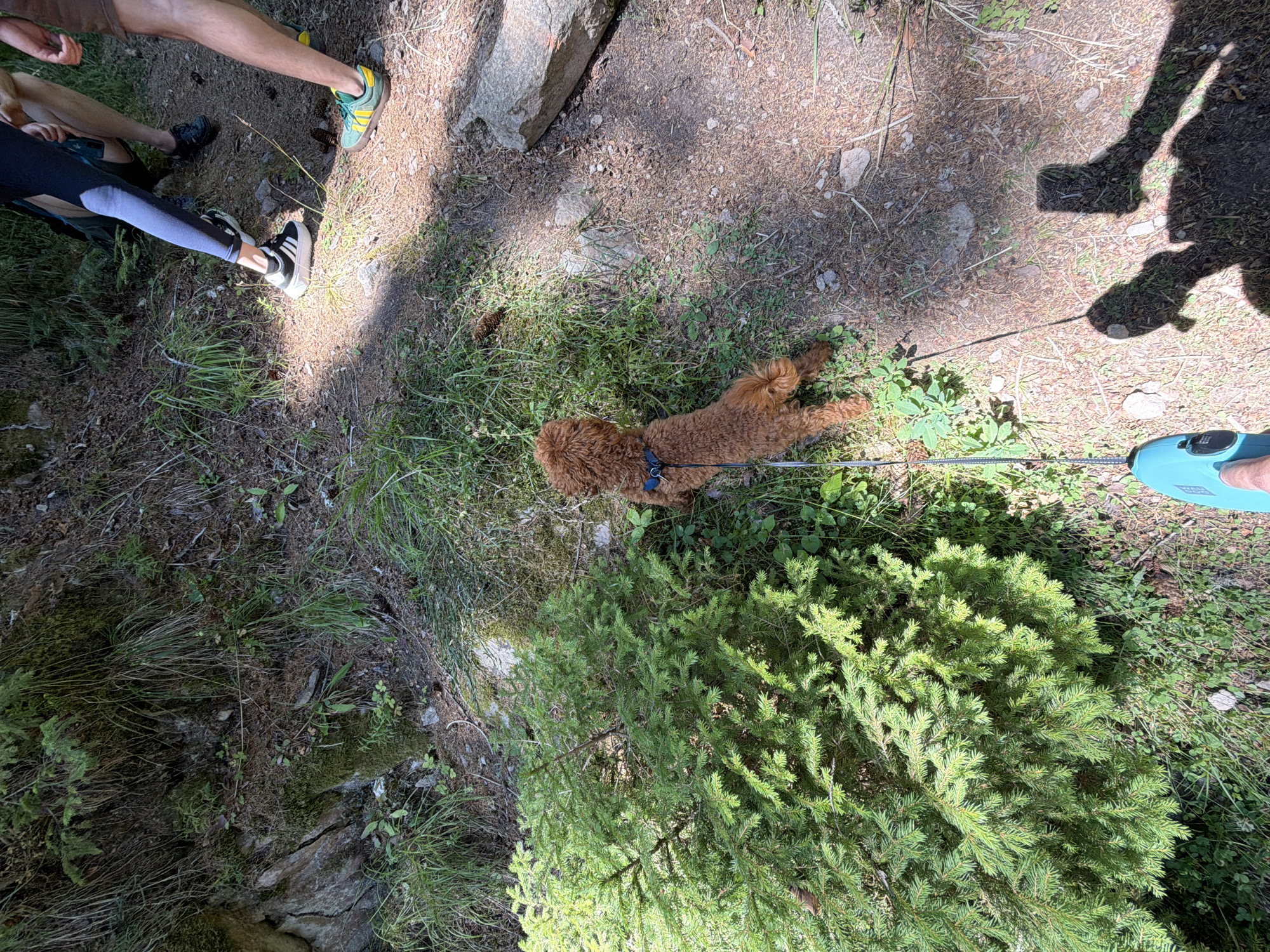 The image depicts a group of people and a dog on a wooded trail, possibly in the vicinity of Sarnitsa, Bulgaria. In the foreground, a person's hand holds a teal-colored retractable dog leash, attached to a small, reddish-brown dog wearing a blue harness. The dog is facing away from the camera, looking into the wooded area to its left. To the left of the dog is a dense, green fir tree. The ground is covered with dry pine needles, dirt, and patches of green grass and moss. In the background, the legs of three individuals are visible. One person on the left is wearing dark blue leggings and black and white athletic shoes. Another person, slightly behind and to the right, is wearing dark shoes. The person furthest to the right is wearing khaki shorts and yellow and green athletic shoes. The scene suggests a recreational outing in a natural environment.