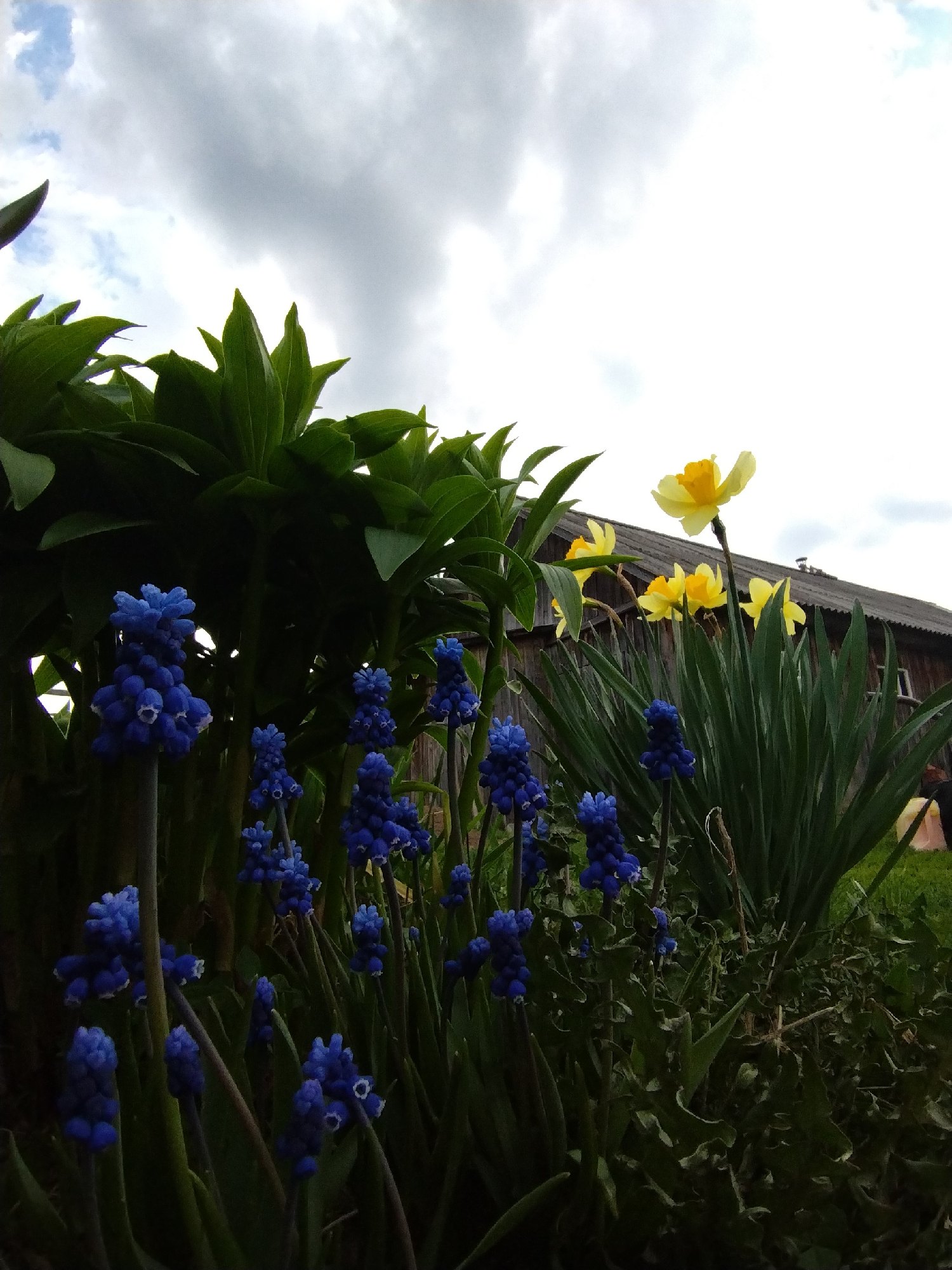 The image presents a ground-level view of a flower bed, likely situated in a garden. Predominantly featured are vibrant blue grape hyacinths in the foreground. Behind the hyacinths are taller green plants with broad leaves and, further back, a cluster of yellow daffodils, their bright colors contrasting with the blue. The background is a weathered wooden building, its roofline visible above the flowers. The sky is overcast with dark clouds. Given the reference to Krasnogorskoye, Russia, it is inferred that the location is likely a garden or yard in that area, capturing a scene of blooming flowers in front of a rural building under a cloudy sky.