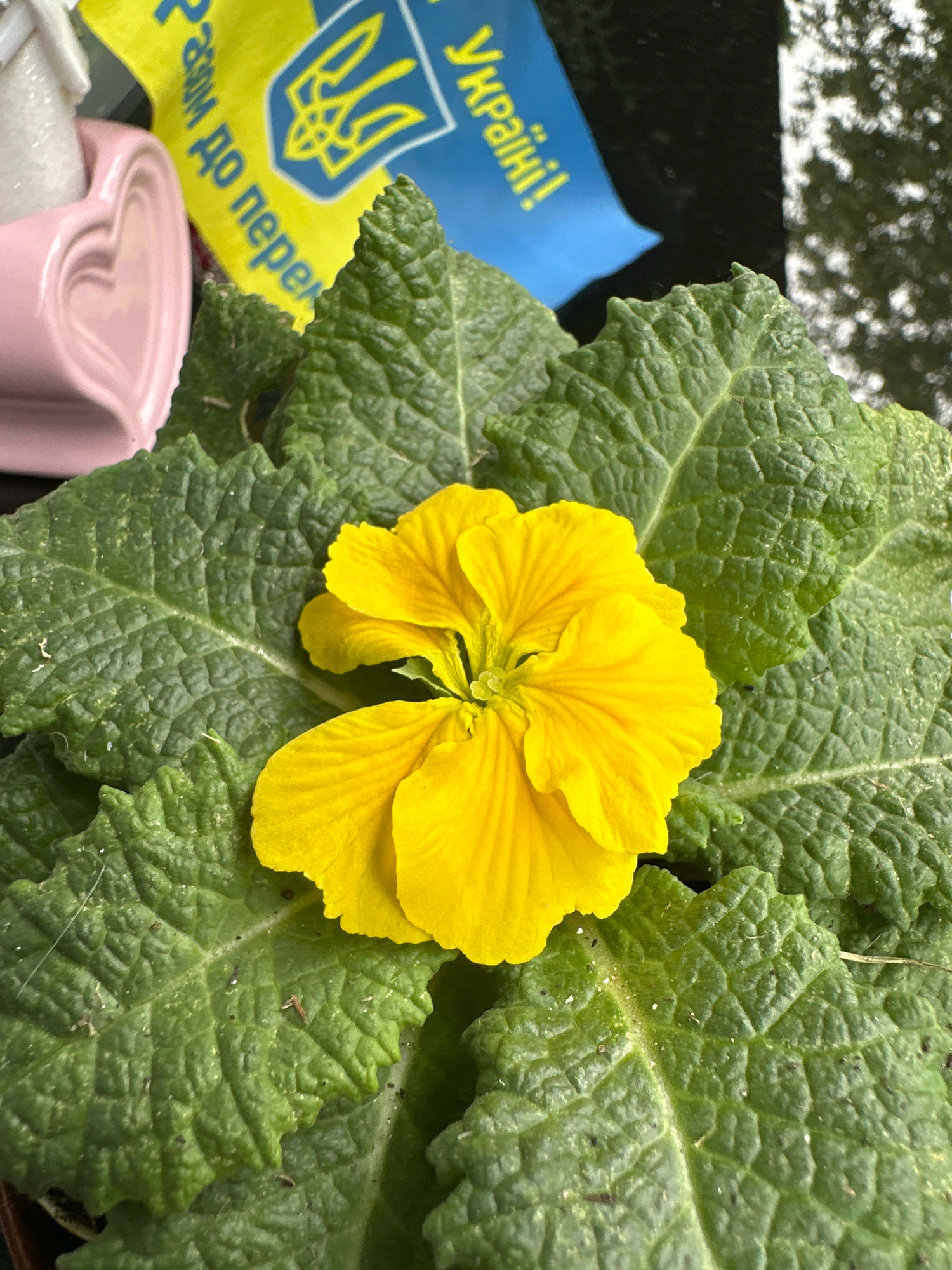 The image shows a close-up of a yellow primrose flower with large, textured green leaves. In the background, partially visible, is a pink heart-shaped object and a yellow and blue flag with the Ukrainian trident symbol. The scene appears to be outdoors, possibly on a balcony or patio, with dappled light suggesting a partly sunny day. The focus is on the flower and leaves, with the background elements providing context. The image was taken in Krefeld, Germany.
