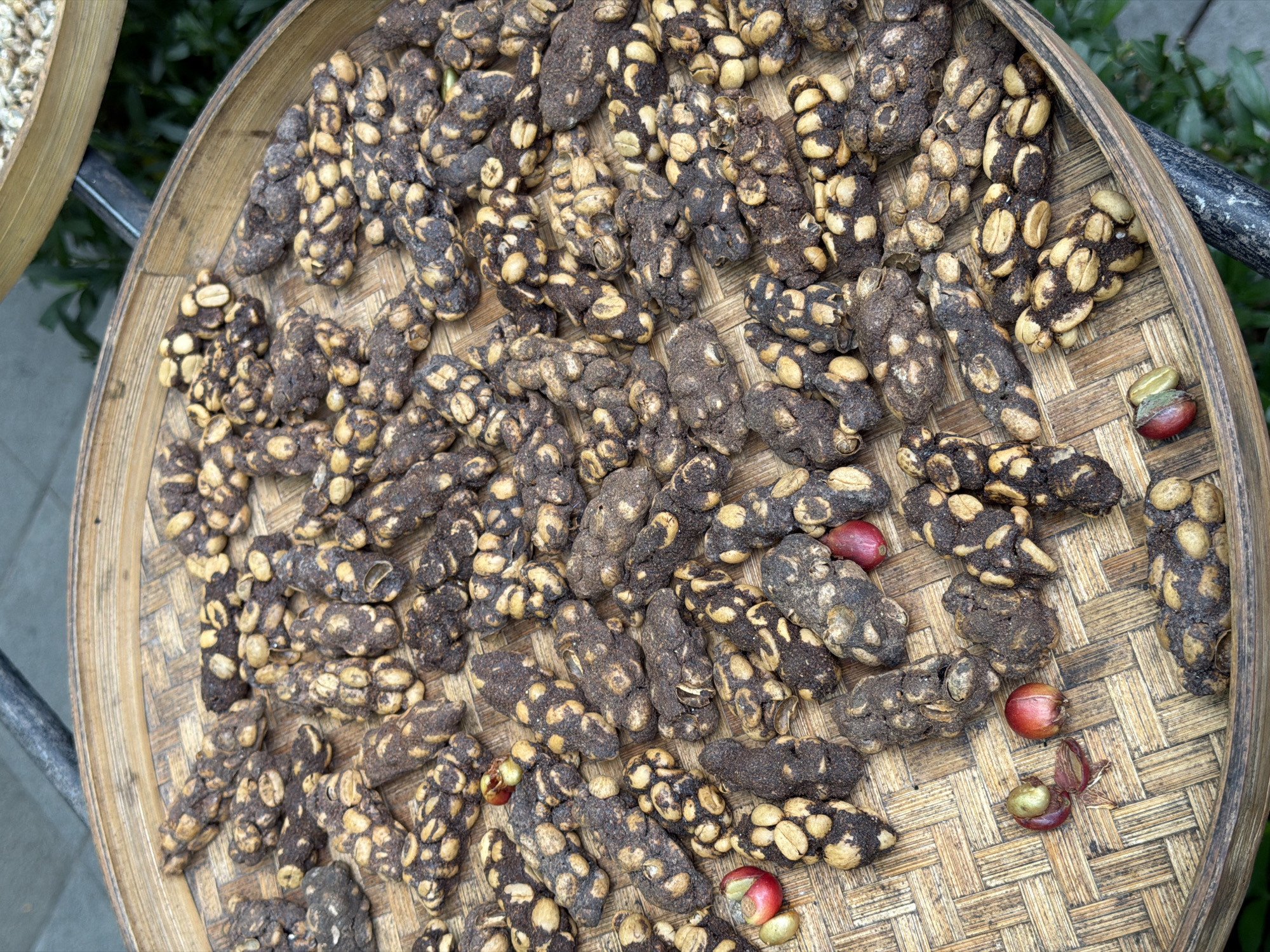 On a woven bamboo tray are numerous oval-shaped clumps covered in dark brown material, each exposing tan-colored bean-like forms. Interspersed among these clumps are a few red coffee cherries, some with their outer skins partially split open, revealing green seeds. The tray rests on a metal stand. A portion of another tray with light yellow-colored beans is visible to the left, and green foliage appears in the background. This scene is located in Tegal Suci, Indonesia.