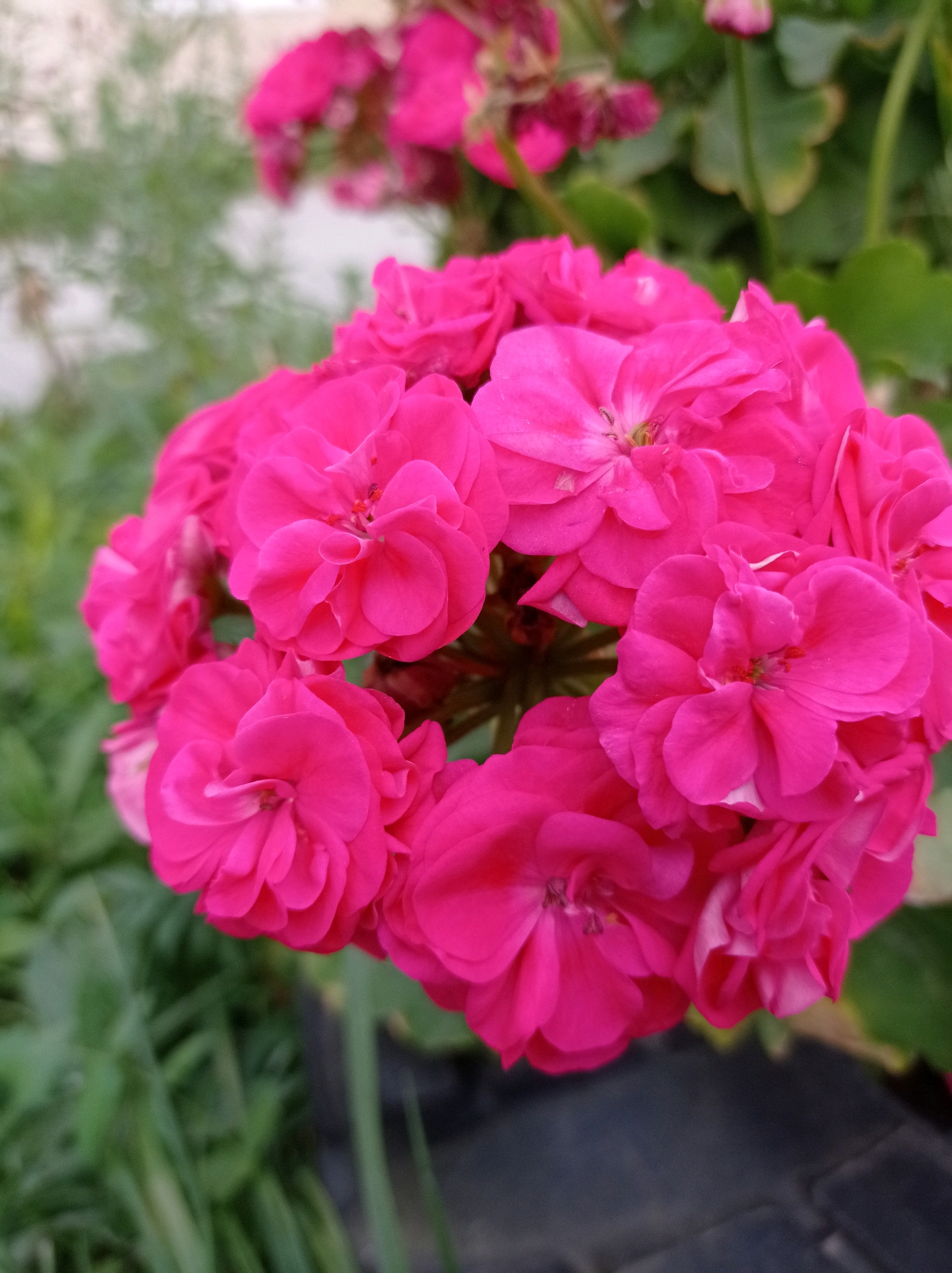A close-up shot focuses on a cluster of vibrant pink geranium flowers. The petals are layered and textured, with some displaying subtle white edges. The flowers are dense, with many individual blooms forming a rounded head. In the background, out-of-focus green foliage and hints of more pink flowers create a soft, natural setting. The lower portion of the image shows the edge of a dark, textured object, possibly a pot or planter, and a blurred dark surface. The scene is likely from a garden or greenhouse. There are no people or explicit locations in Degtyarsk, Russia visible in the image.