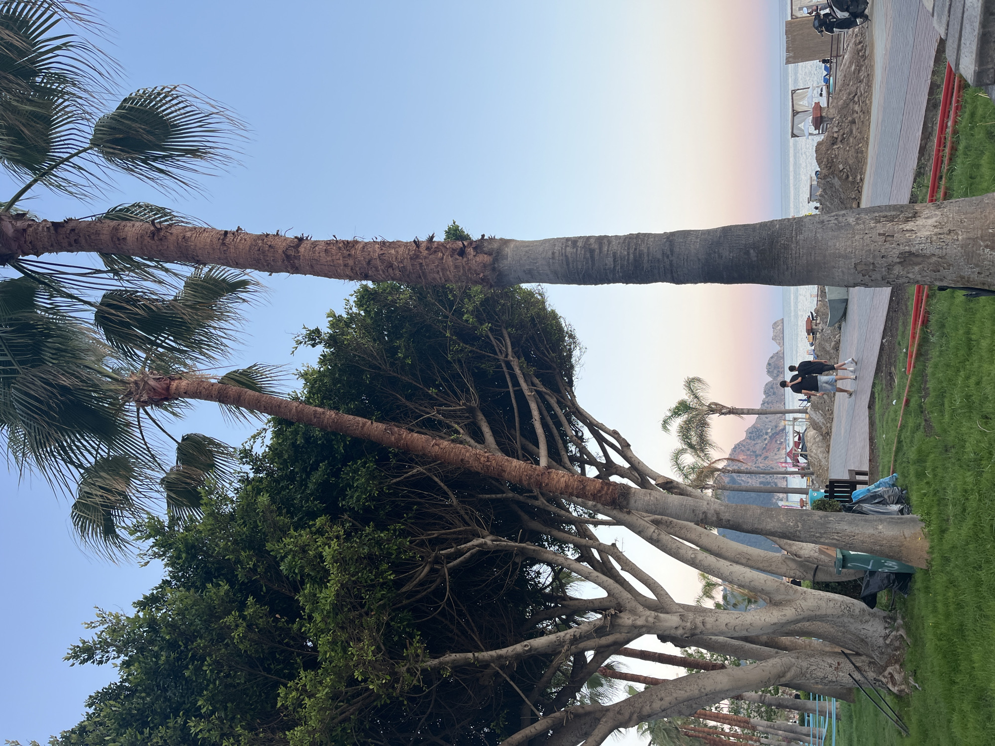 The image captures a serene coastal scene at dusk, likely in Alanya, Turkey. The view is dominated by lush vegetation on the left, transitioning to a paved promenade and the sea on the right.
In the foreground and midground, several tall palm trees stand, their fronds visible against the clear sky. One unusually long palm tree trunk stretches almost horizontally across the upper half of the frame. Below the palm trees, a row of large, leafy trees with thick, branching trunks creates a dense canopy of green foliage. A well-maintained strip of green grass borders the paved pathway.
On the pathway, two individuals are seen walking away from the viewer towards the sea, enjoying an evening stroll. Further down the path, other people are visible near the beach. Objects on the pathway include a black bench and several black trash bags next to a green public bin, which has partially obscured text and numbers, possibly "7 / 03" or similar markings. Red pipes or railings run alongside parts of the path.
The background reveals a calm sea under a beautiful twilight sky, which graduates from light blue overhead to soft pink, orange, and purple hues at the horizon. Distant mountains rise from the sea, adding to the scenic backdrop. Along the beachfront, various beach structures like sunbeds, umbrellas, and a white canopy are visible. A motorbike is parked on a raised, rocky section near the path on the far right.
The overall atmosphere suggests a peaceful late evening by the coast, characterized by natural beauty and leisurely activity.