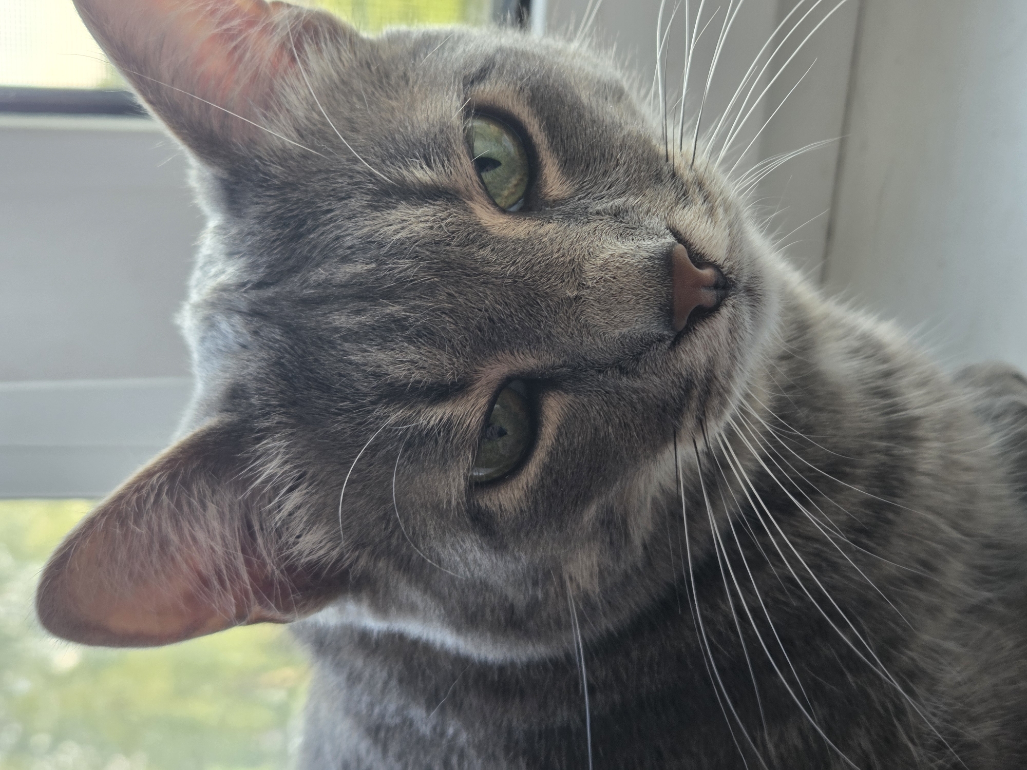 A close-up shot shows a gray tabby cat with green eyes, head tilted to the left. The background suggests a window with a green or possibly out-of-focus exterior view. The location is Unknown, Unknown.