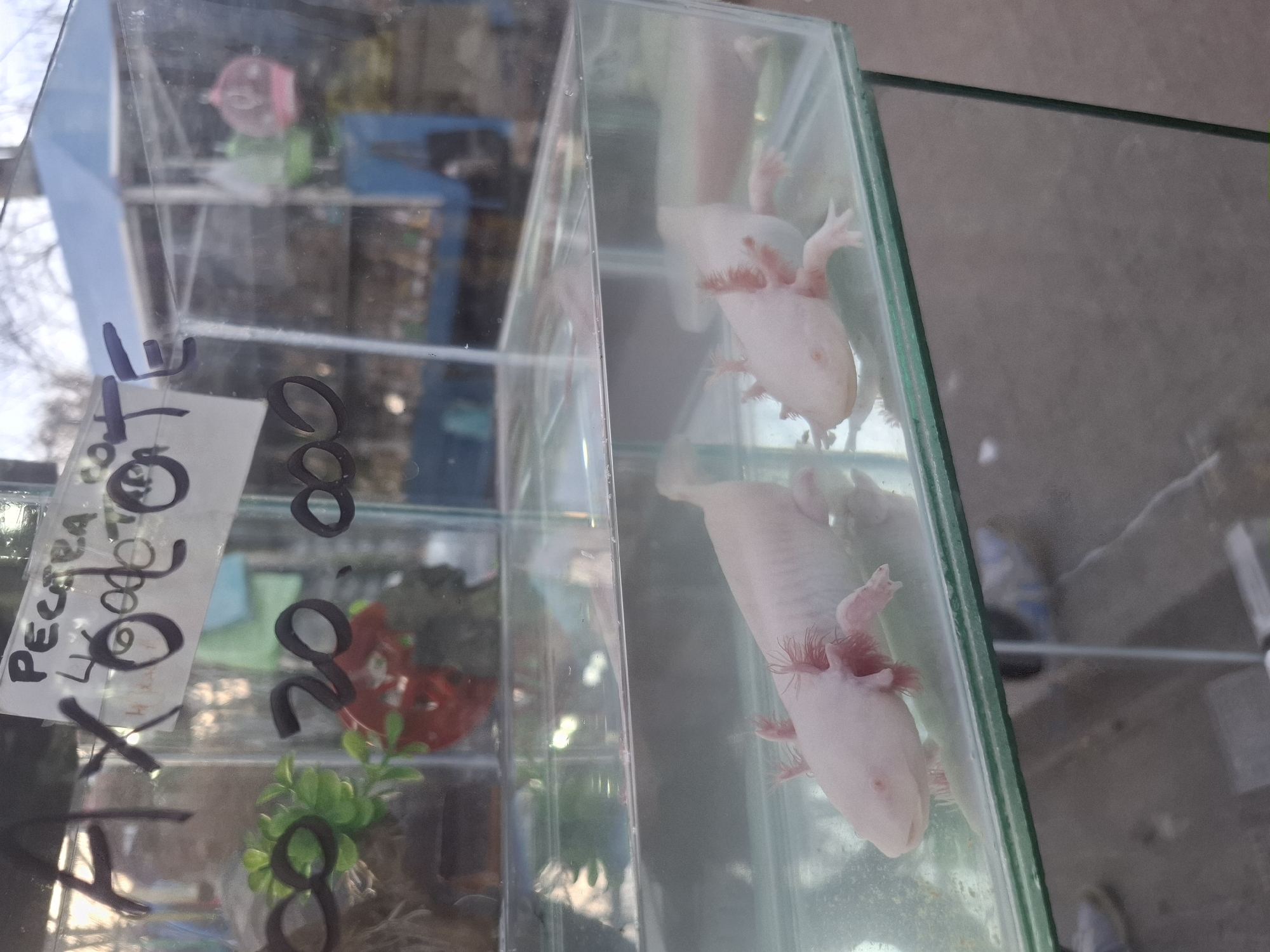 This image depicts a street market scene in Villa Domínico, Argentina. In the foreground, two light-colored axolotls are visible in a glass aquarium filled with water. One axolotl is positioned closer to the viewer, facing left, with its frilly external gills clearly visible. The second axolotl is slightly further back and to the right, also facing left. The aquarium is resting on a surface, and behind it, partially obscured by reflections and the aquarium glass, are other market stalls and general street activity. A handwritten sign is attached to the aquarium glass, with some text partially visible. The background shows a market stall with a blue awning and hanging items. The overall environment suggests an outdoor marketplace.