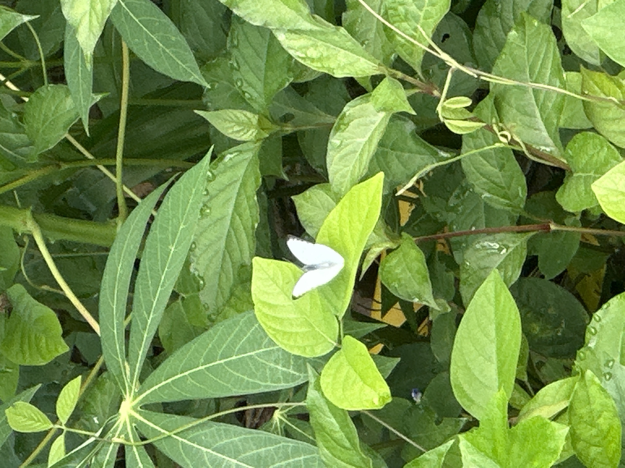 This close-up image captures a small white butterfly resting on a bright green leaf amidst dense foliage, likely in a natural environment in Ikot Ekpene, Nigeria. The butterfly, with its wings folded upwards, is positioned in the center-right of the frame, providing a focal point.
The scene is dominated by various shades of green leaves and plant stems, suggesting a lush, verdant setting. Different leaf shapes are visible, including some with a distinct palmate structure, possibly from a cassava plant, and others that are ovate or lanceolate. Many leaves exhibit prominent vein patterns and glisten with small water droplets, indicating recent rain or morning dew. The natural lighting suggests the photograph was taken during the daytime. The overall impression is one of natural tranquility and vibrant plant life. No text is visible in the image.