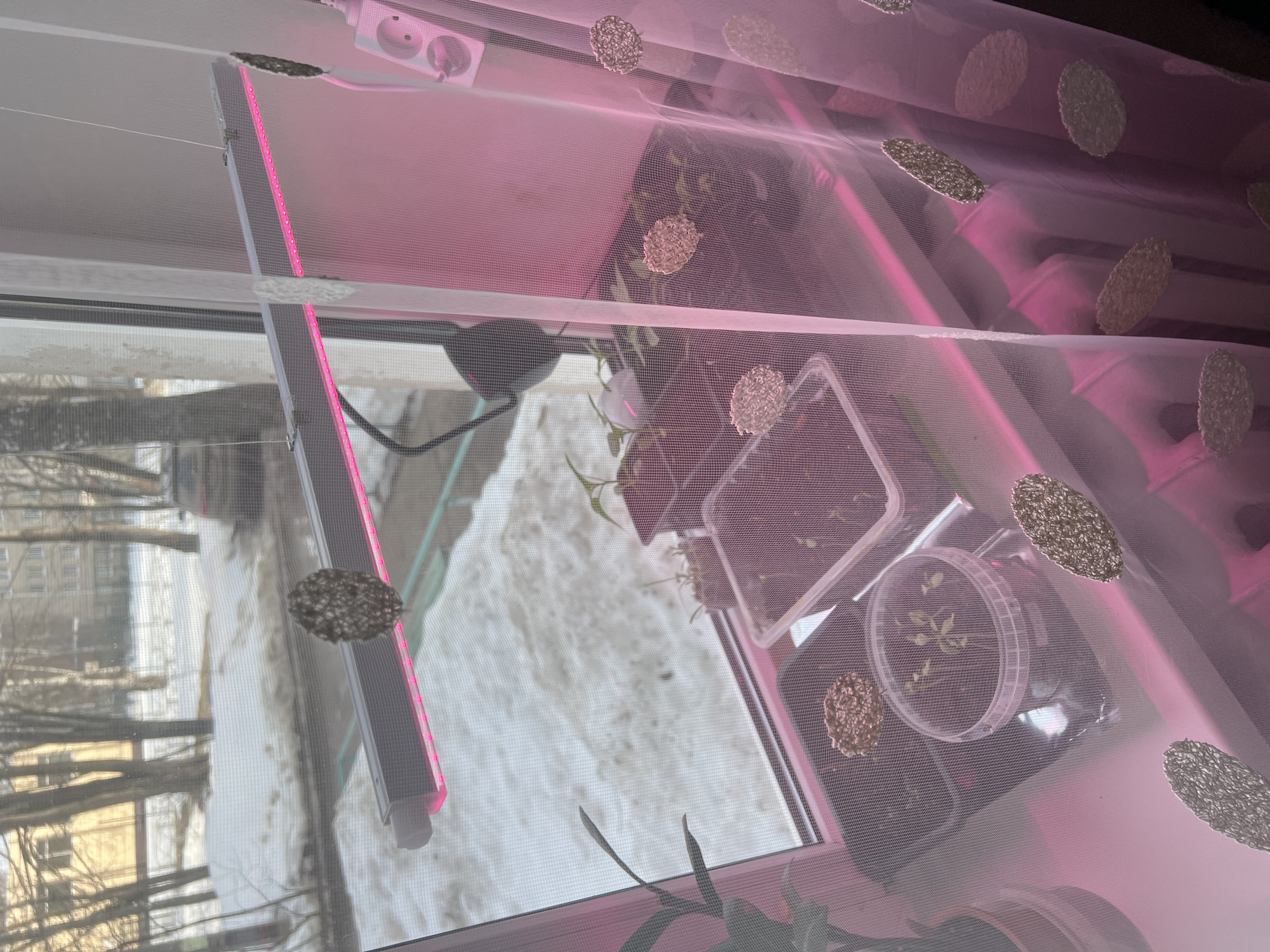 The image displays an indoor window scene looking out to a snowy urban environment in Chaikovsky, Russia. Inside, a linear gray LED grow light, suspended by thin wires, emits a distinct pink light onto several young plants and seedlings. These plants are housed in various plastic containers, including dark pots, a clear bucket, and rectangular trays, arranged on the windowsill. A dark watering can spout is partially visible on the left side of the windowsill. To the right, a sheer, light pink curtain, adorned with multiple circular, woven, light-colored decorative elements, hangs down, partially obscuring a white multi-socket power strip and a white radiator located beneath the windowsill. Outside the window, the ground is covered in snow, with bare trees, distant residential buildings, and a dark-colored parked car visible, indicative of a winter environment.