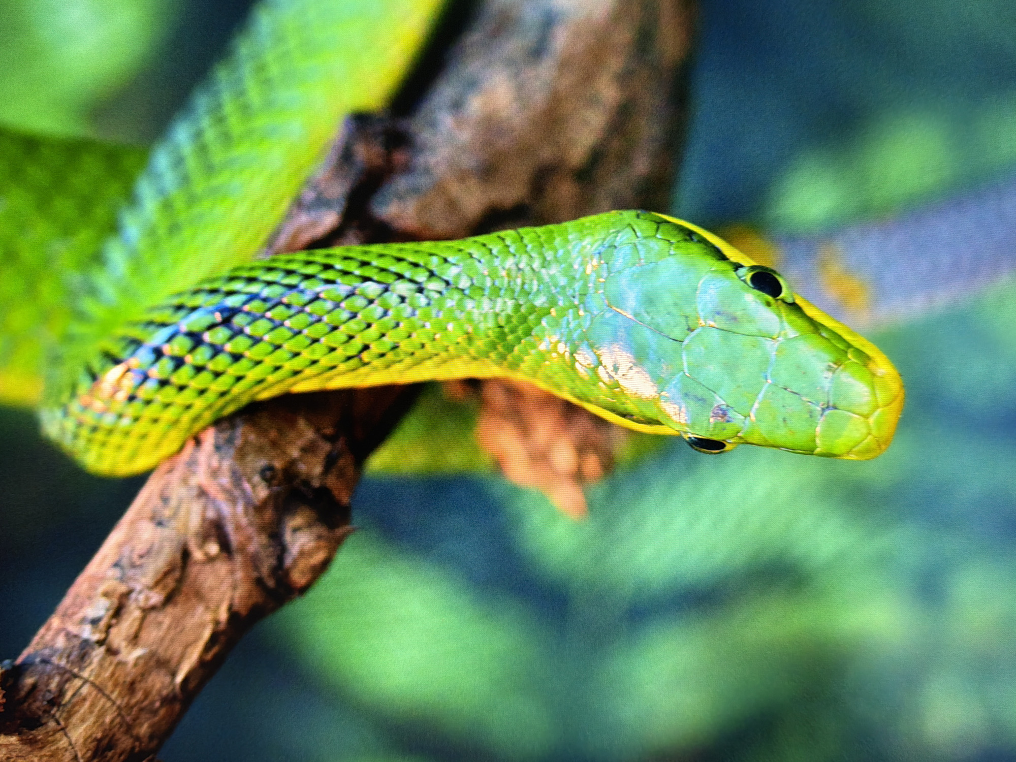 The image shows a close-up of a vibrant green snake coiled on a brown branch. The snake's head, with its black eye, is prominently displayed, hanging downwards. The snake's scales are intricate, with some exhibiting blue and black coloration along its body. The background is a soft blur of greens and blues, suggesting foliage or a natural environment. There is no discernible indication of the city of Kyiv, Ukraine, or any urban elements present in the image. The scene is solely focused on the snake and its immediate surroundings on the branch.