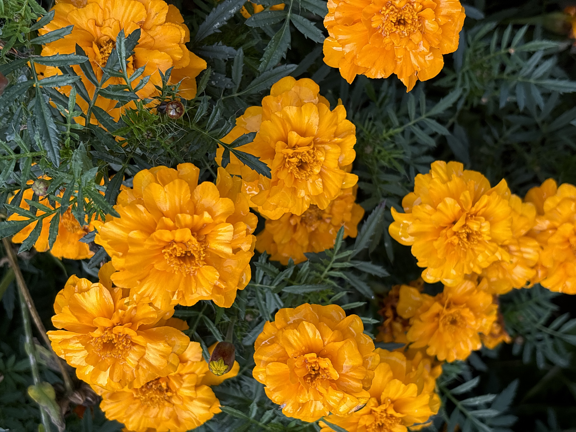 This is a close-up, top-down, full-frame shot of a cluster of bright orange marigolds. The flowers are in various stages of bloom, with some fully open and others still budding. The petals are ruffled and layered, creating a rich texture. The background is a dark, blurred green, composed of the marigolds' foliage. The lighting suggests an overcast day, as the colors are muted and there are no harsh shadows. The image appears to have been taken outdoors, likely in a garden or park setting. The location in Chaikovsky, Russia, is not visually indicated by any specific landmarks or clues within the image itself.