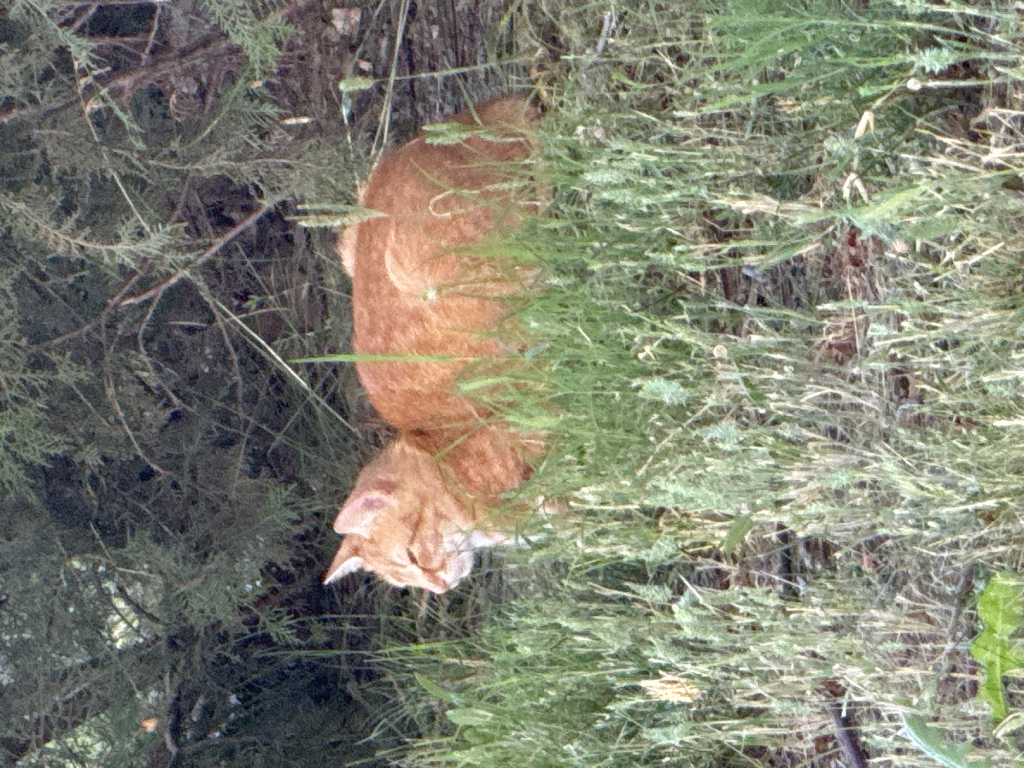 An orange tabby cat with white markings on its chest and face is lying in tall green grass. The cat is facing left, with its eyes closed. Behind the cat, there are dense green bushes and trees. The scene appears to be in an outdoor, natural environment, possibly a park or garden. There are no people or man-made structures visible in the immediate vicinity. The lighting suggests it is daytime, possibly late afternoon due to the soft light filtering through the foliage.