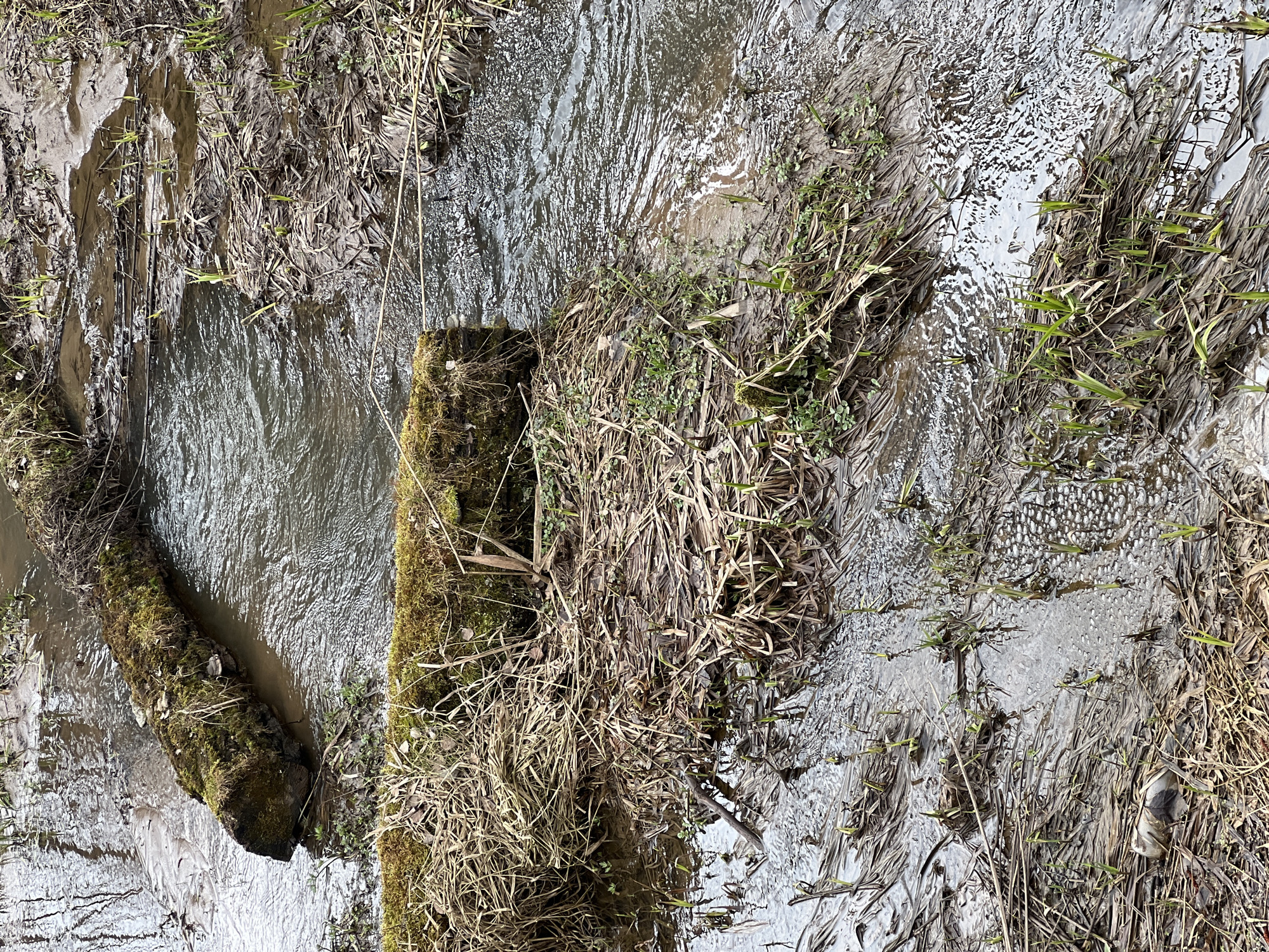 This media file presents a top-down view of a shallow stream or natural ditch flowing through an untamed, natural setting. The scene is dominated by water, which features ripples and reflections indicating a gentle current, suggesting movement.
The banks of the stream are densely covered with a mix of vegetation. Predominantly, there are vast quantities of dry, flattened, brown and grey grasses, reeds, and dead plant debris. Interspersed among this dormant matter, vibrant green shoots of new grass and small plants are clearly visible, indicating the season is likely early spring. Patches of dark, wet soil or mud are also apparent along the water's edges.
A notable object is a large, moss-covered log or branch partially submerged in the water on the left side of the frame, adding to the natural and rugged character of the environment.
The activity depicted is the natural flow of water and the early stages of vegetation growth. The time of day appears to be daytime, under natural, somewhat diffused light, as evidenced by the reflections on the water and the overall illumination. No specific weather conditions are strongly suggested beyond a generally damp environment. The location cues point to a wild, outdoor area, consistent with a natural landscape in Chaikovsky, Russia. There are no people or man-made objects visible, and no text is present in the image. The overall impression is one of a tranquil yet wild natural environment in transition.