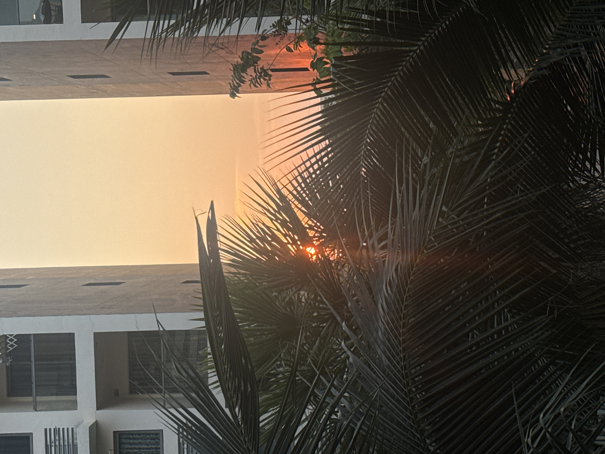 The photograph shows a sunset view in Pattaya City, Thailand, framed by the fronds of palm trees in the foreground. The sun appears as a bright, concentrated light source, partially obscured by the leaves of the palm trees, creating a starburst effect. The sky is a gradient of yellow and orange, suggesting either sunrise or sunset. In the background, sections of white buildings are visible, suggesting an urban environment near the coastline. The composition emphasizes the interplay between the natural elements (palm trees, sunset) and the built environment. The image is rotated 180 degrees.