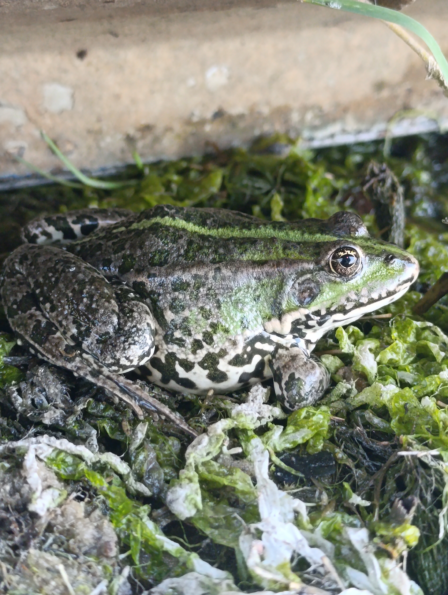 A frog is positioned on a bed of green algae and detritus, with a blurred concrete structure in the background. The frog has a mottled green and brown coloration with darker spots and a prominent stripe running down its back. Its eye is visible, with a dark pupil and a golden iris. The environment appears damp and natural, possibly near a body of water or a shaded, moist area. There is a blade of grass arching over the scene from the upper right. The image is a close-up shot, focusing on the frog and its immediate surroundings. The location in Bulatselivka, Ukraine, is not visually discernible from the image content.