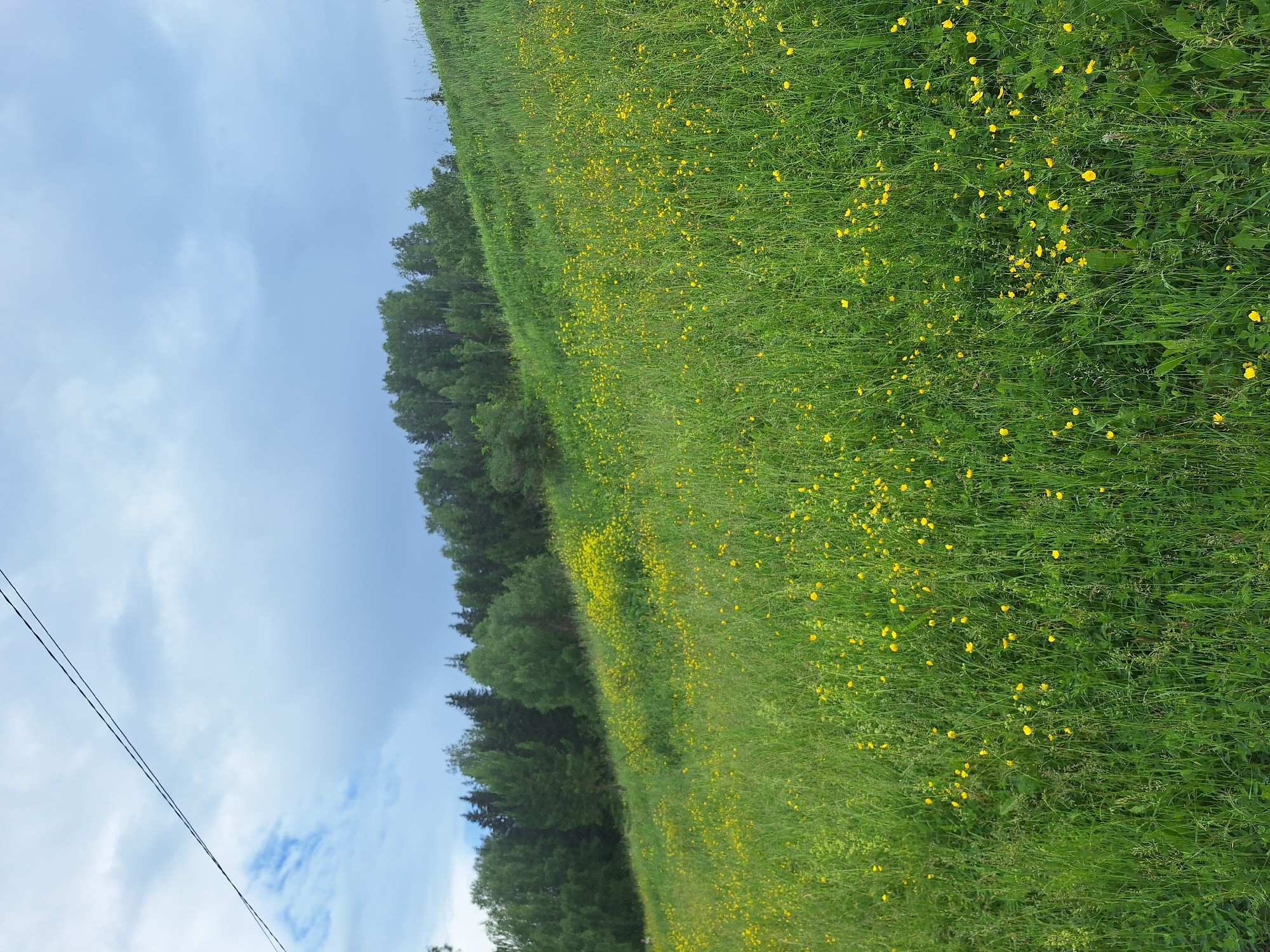 The image shows a grassy hillside dotted with yellow flowers in Sim, Russia. A line of trees forms a backdrop to the scene, and a wire hangs across the sky. The sky is overcast with some blue peeking through. The overall impression is of a natural, rural landscape.