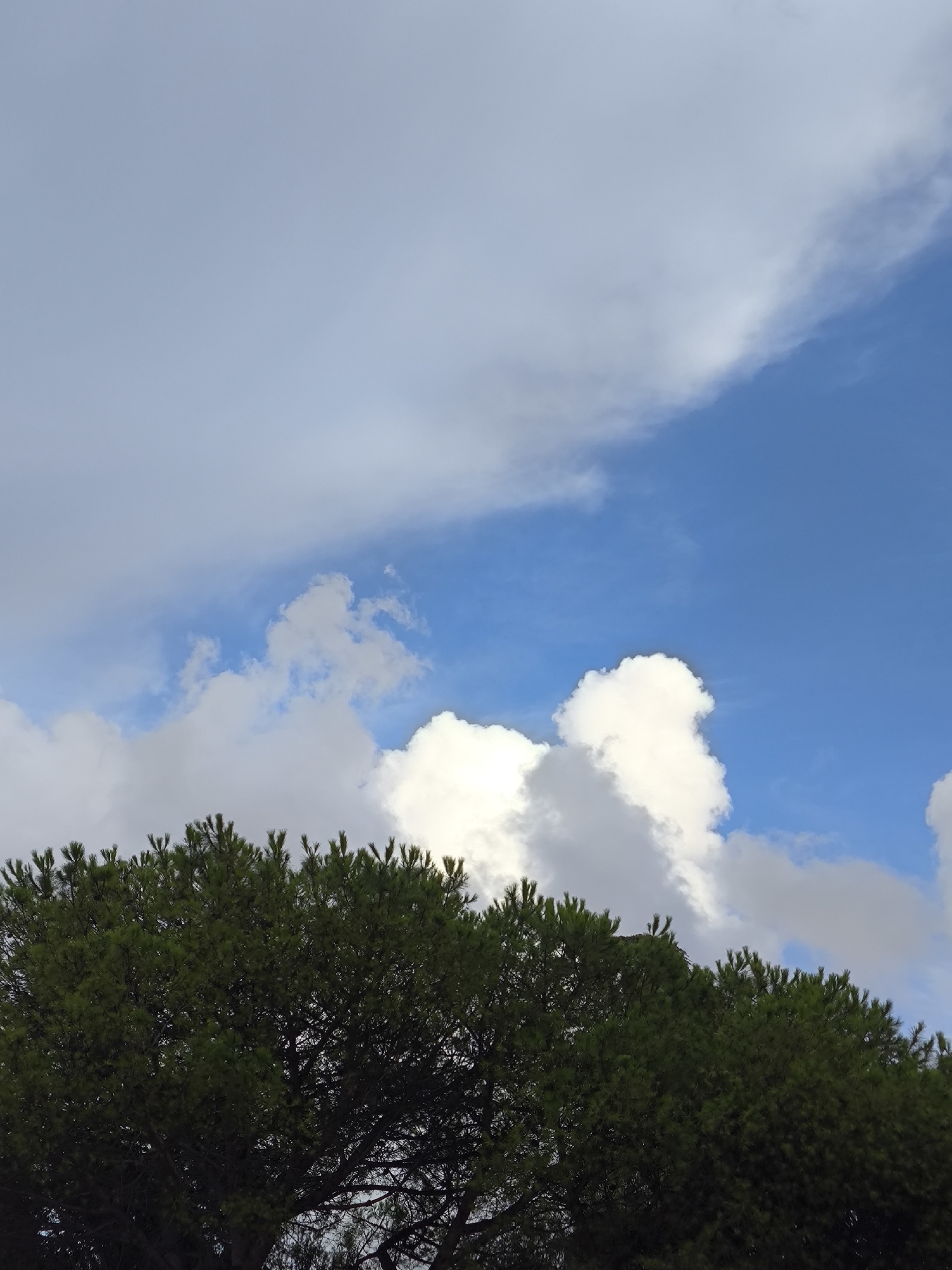 The image shows the top of a dense green pine tree against a sky with white and blue clouds. The tree occupies the bottom third of the frame, with its branches and needles filling the lower edge. The sky above is a mix of bright blue patches and large, fluffy white clouds, some of which are tinged with gray, suggesting a partly cloudy or overcast day. A diagonal line of white cloud cuts across the upper right portion of the sky. The image is taken from a low angle, looking upwards. There are no people or man-made structures visible in the scene. The overall impression is one of a natural outdoor setting.