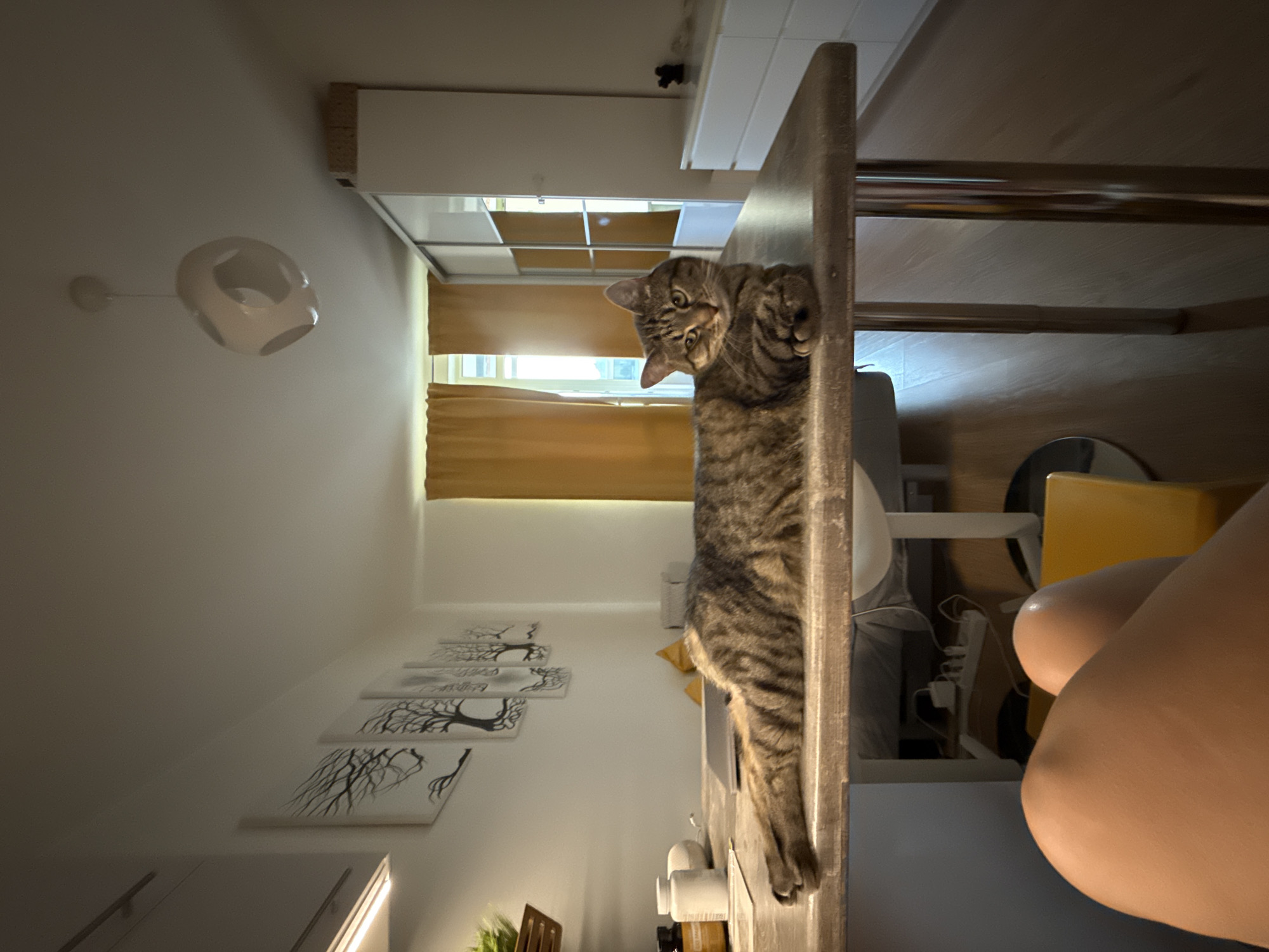 A tabby cat is lying on a wooden table in an apartment. The cat is facing the camera, with its front paws crossed and its head resting on them. Its body is stretched out, and its tail is hanging over the edge of the table. The cat has green eyes and brown and black stripes. The table is made of wood and has metal legs. In the background, there are yellow curtains, a window, a white wardrobe, and a white chest of drawers. There are also some paintings on the wall, depicting trees. A person's legs are visible in the foreground, suggesting the photo was taken from a low angle. The lighting in the room is dim, with a single pendant light hanging from the ceiling. The overall setting appears to be a domestic interior in Saint Petersburg, Russia.