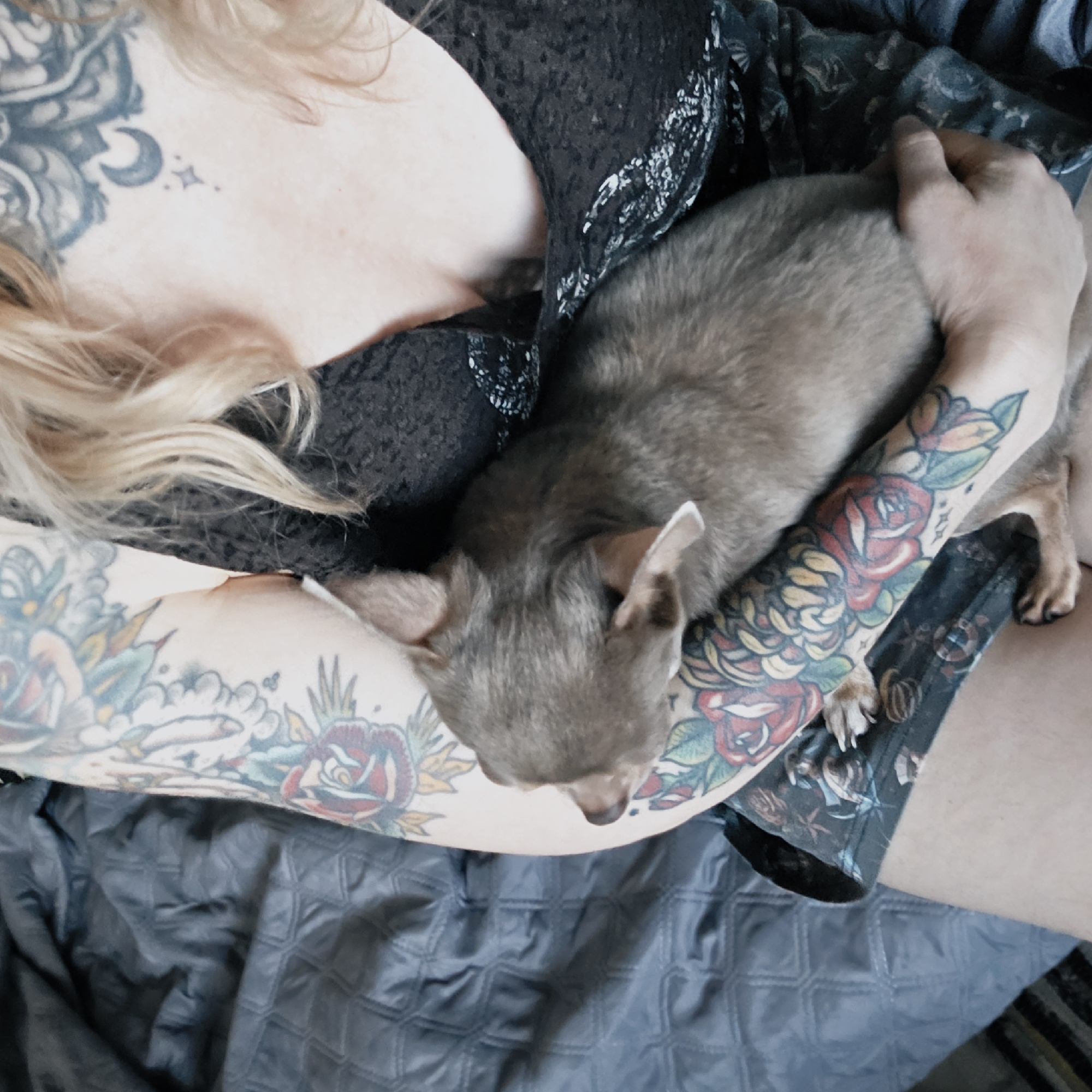 A woman is holding a small grey dog in her arms. The woman has blonde hair and is wearing a black top with a floral pattern. She has numerous tattoos on her arms and chest. The dog is curled up in her arms, with its head resting on her forearm. They are sitting on a grey quilted blanket.
The location is not identifiable as Saint Petersburg, Russia.