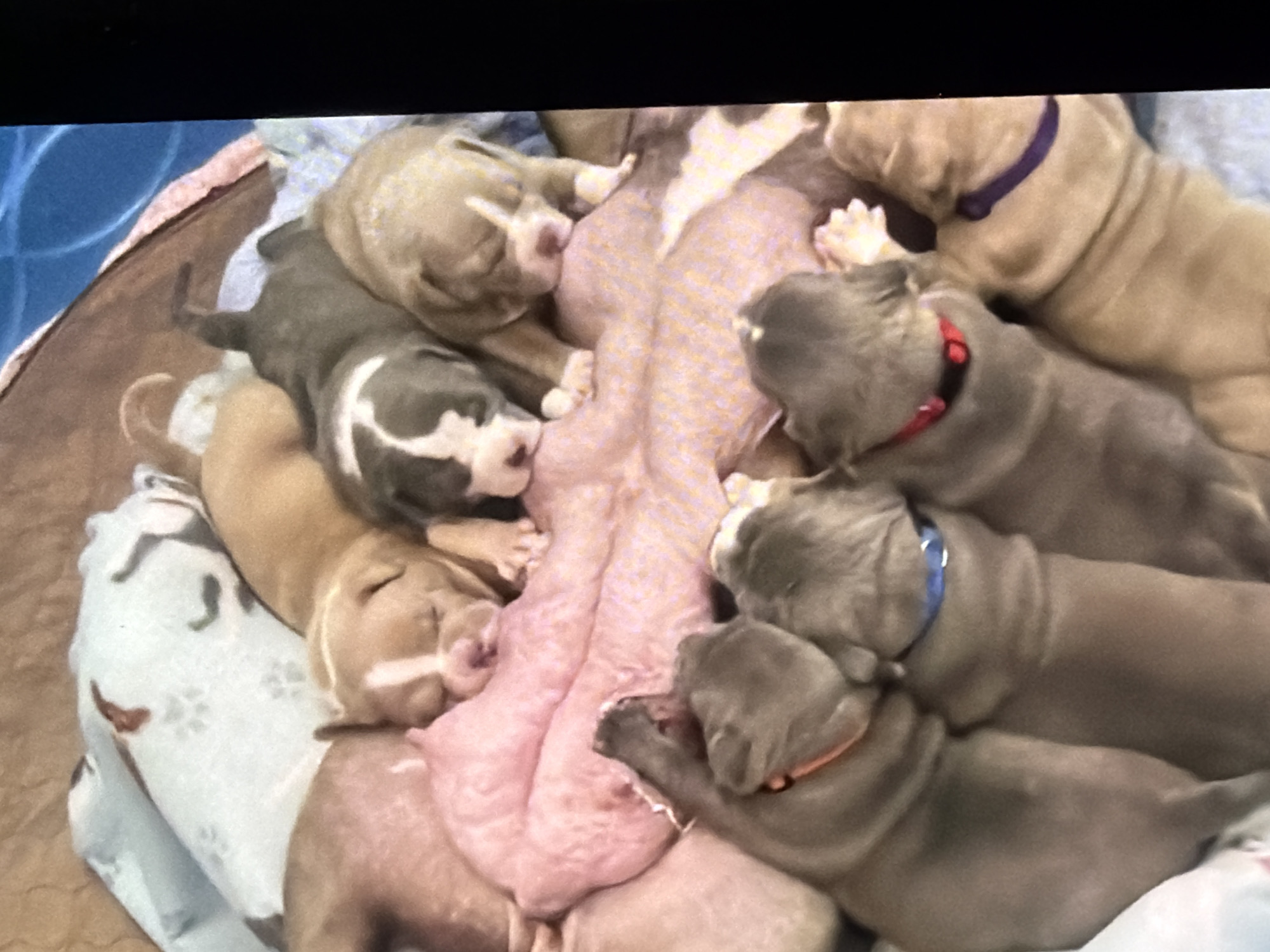 An aerial, high-angle shot shows a litter of ten American Bully puppies crowded together in a pile on a soft surface. The puppies are various shades of tan, gray, and white, with some exhibiting white markings on their faces and chests. Several of the puppies have collars of different colors, including orange, blue, red, and purple, indicating they are being identified or monitored. The puppies appear to be sleeping or resting, their eyes closed, and their bodies nestled against each other. The background is indistinct, suggesting the puppies are in a home environment, possibly a whelping box or a designated puppy area. There are no visible humans or other animals in the frame, and the overall impression is one of a peaceful, familial scene of young puppies.