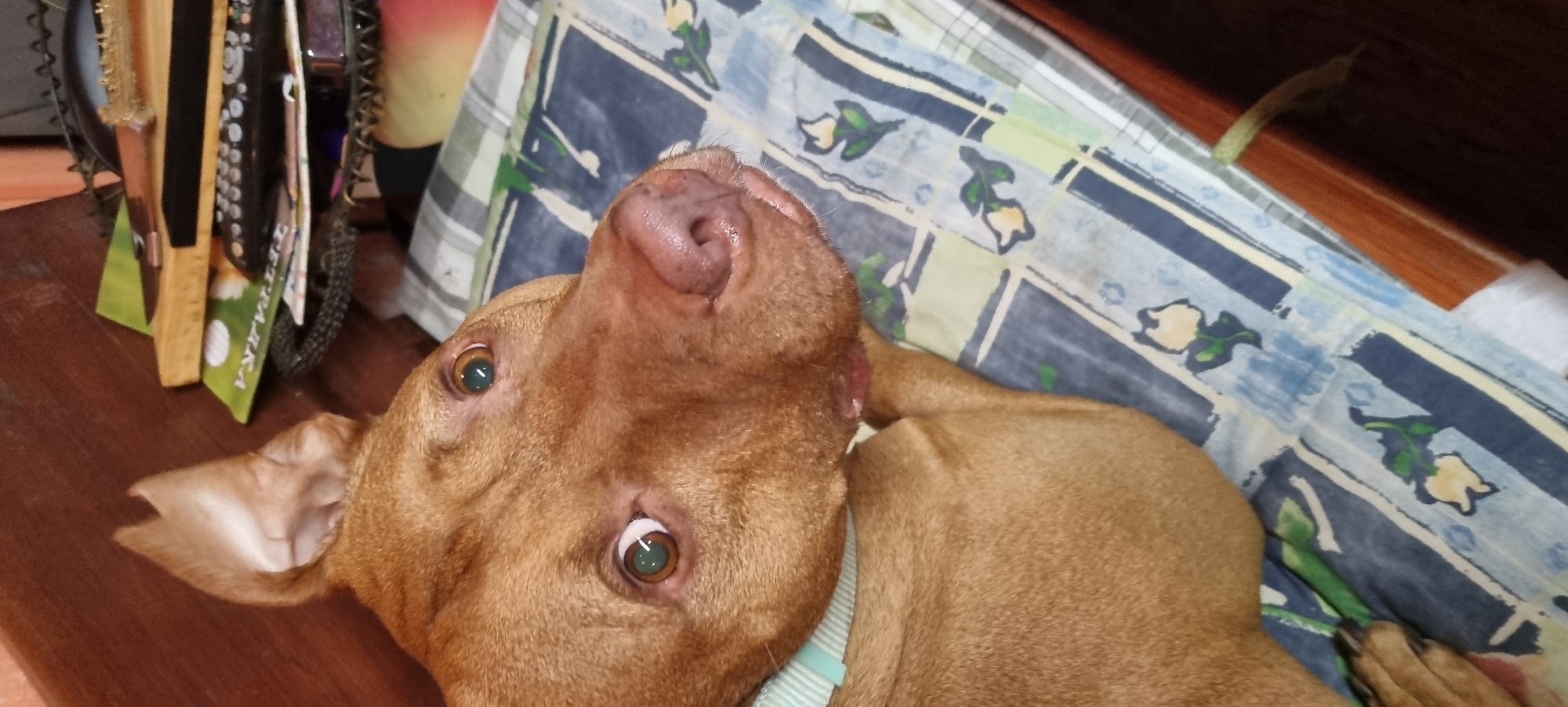 A brown dog lies on a blue and white patterned surface, likely a bed or blanket. The dog's head is tilted upwards, revealing its pink nose and green eyes. It wears a light blue collar. To the left of the dog is a wooden surface with various items, including a rack containing objects like remote controls, knives, and various accessories. The environment seems indoors and is devoid of any indicators related to the city of Lom, Bulgaria.
