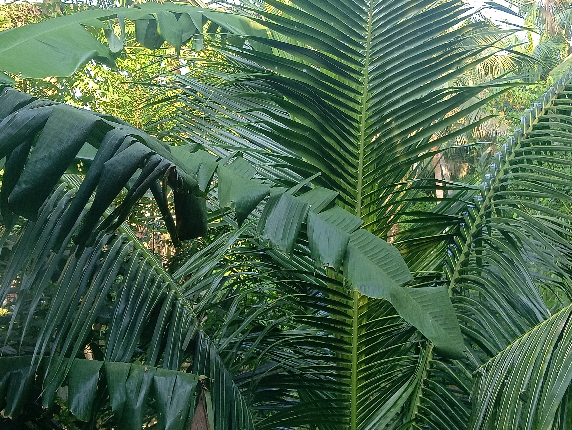 The image displays a close-up view of lush green foliage, dominated by the large leaves of a banana plant in the foreground, with the feathery fronds of a palm tree to the right. The leaves are a vibrant green, with visible veins and textures. The background is a blur of more greenery and dappled sunlight, suggesting an outdoor tropical or subtropical environment. No people, specific objects, or actions are discernible. The scene is a natural, vegetative setting, likely in a garden or forest. The mention of Bajabaria, India, provides a geographical context, implying the photograph was taken in that specific location.
