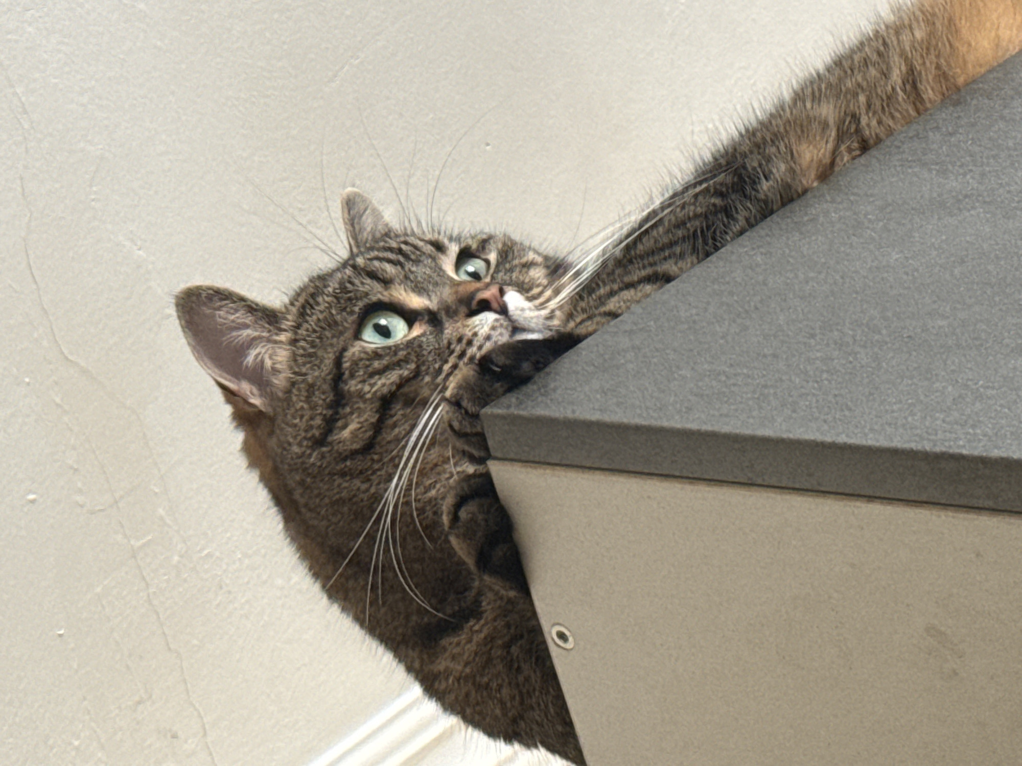 A tabby cat with green eyes is perched on top of a grey structure, looking down and to the right with its mouth slightly open, appearing to be mid-meow or hiss. The cat is mostly in focus, with its body angled downwards and its tail extending out of frame to the right. The background consists of a white ceiling with some textured details and subtle lighting variations. The structure the cat is on is a two-toned grey, with a lighter grey surface on the left and a darker grey angled surface on the right. A small circular metal fixture is visible on the lighter grey surface near the cat's front paws. The overall lighting suggests an indoor setting, likely during the daytime due to the brightness. The image is a medium shot, emphasizing the cat's expression and posture.