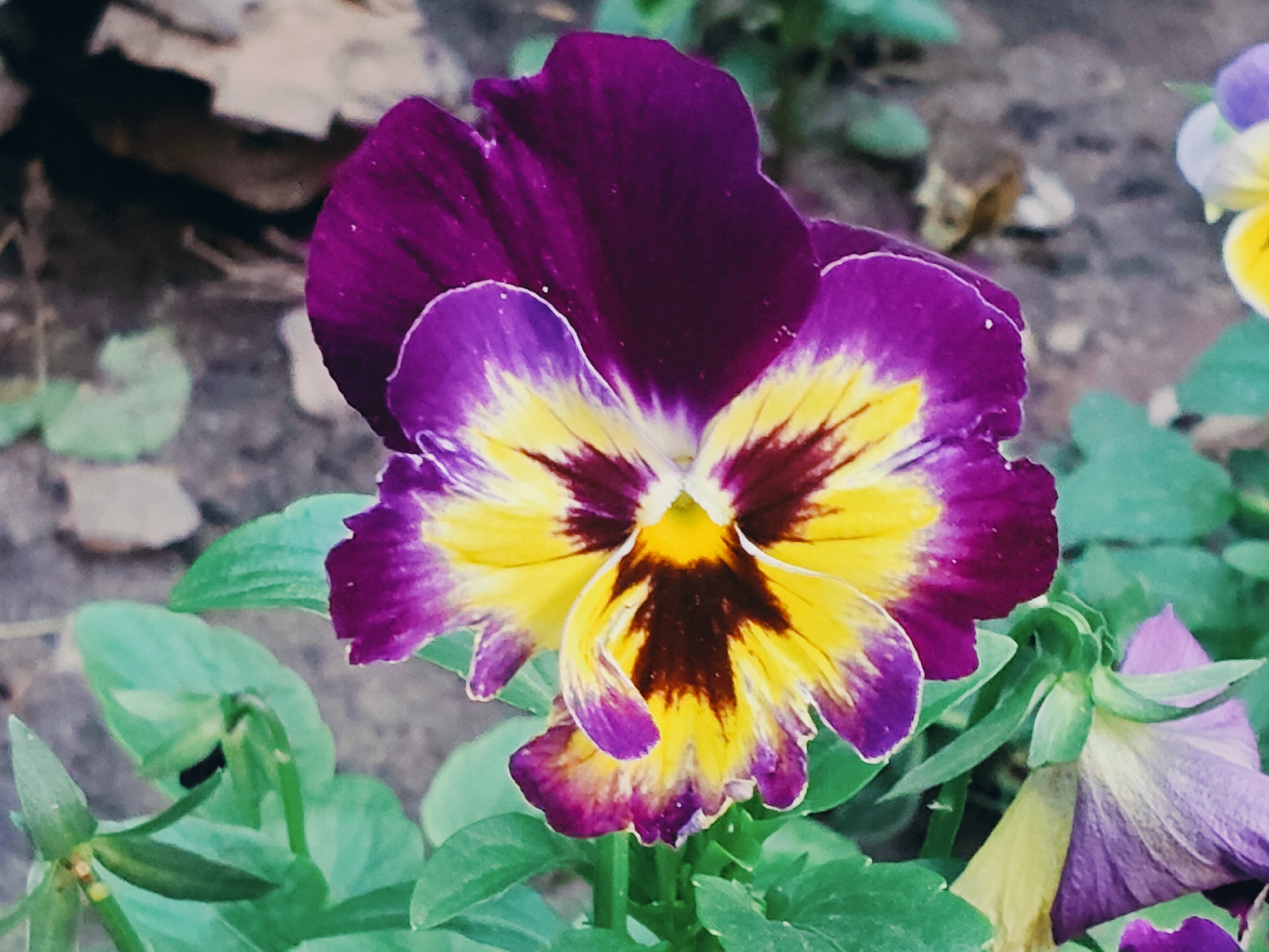 A close-up, eye-level shot shows a vibrant pansy in bloom, its petals a striking blend of deep purple, bright yellow, and rich brown. The flower is the central subject, with its velvety purple upper petals contrasting with the vivid yellow and dark-centered lower petals. The flower's face appears almost like an open mouth or a startled expression. Green leaves surround the pansy, providing a lush backdrop. To the right, another pansy, partially out of focus, displays softer purple and yellow hues, suggesting a cluster of these flowers. The background is a blurry mix of earthy tones, hinting at a garden setting with soil and possibly fallen leaves. The lighting suggests it could be daytime, with diffused light that highlights the flower's colors and textures. The image evokes a sense of natural beauty and the delicate charm of a garden in bloom. The location is identified as Podstёpki, Russia. There is no visible text in the image.
