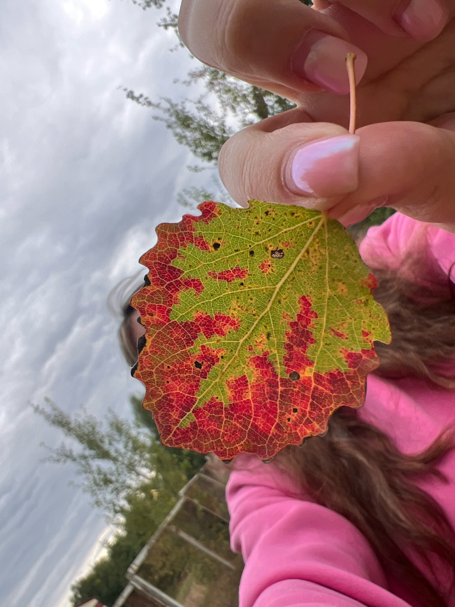 In Noviy, Russia, a person's hands hold a fallen leaf that displays vibrant autumn colors, transitioning from green to red and yellow. The leaf has a serrated edge and visible veins. The person's fingernails are painted with a pale, iridescent polish. In the background, slightly out of focus, is a person wearing a bright pink hooded sweatshirt. The environment appears to be outdoors, with trees and a cloudy sky visible. The overall scene suggests an autumn day.