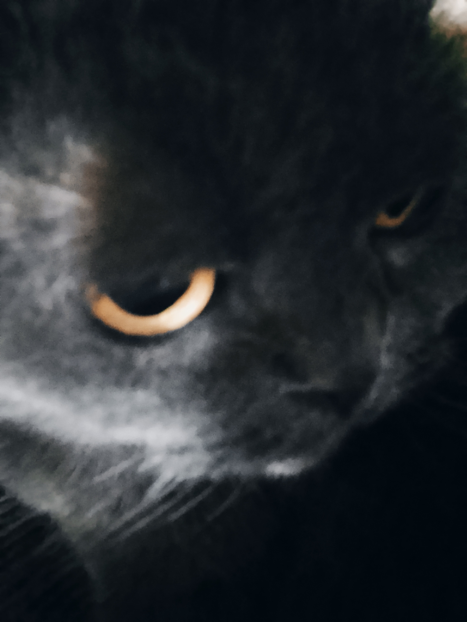 The image shows a close-up of a gray cat's face. The cat has golden eyes. The background is dark.