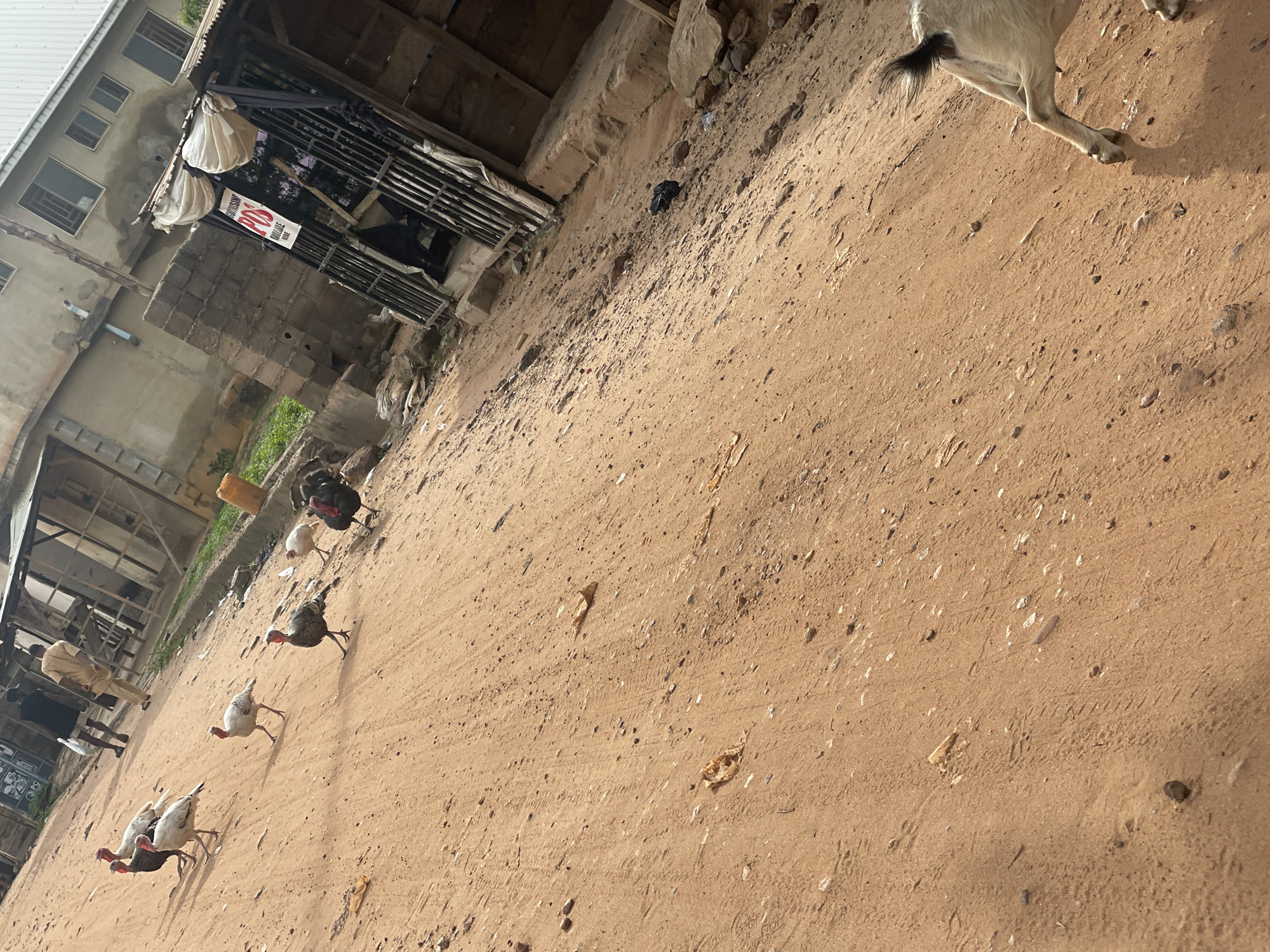 The image depicts a dusty, unpaved street scene in Lokoja, Nigeria. Several turkeys, of various colors including black, white, and speckled, are scattered across the ground, some walking and others standing. Two individuals, dressed in casual attire, are visible in the background near a building with a covered walkway. A small, dark-colored plastic bag lies on the ground. To the right of the frame, the rear portion of a light-colored goat with a black tail is visible. The environment appears to be a residential or commercial area with buildings constructed from concrete blocks and corrugated metal roofing. The ground is covered in red-brown soil with scattered pebbles and debris. The lighting suggests it is daytime.