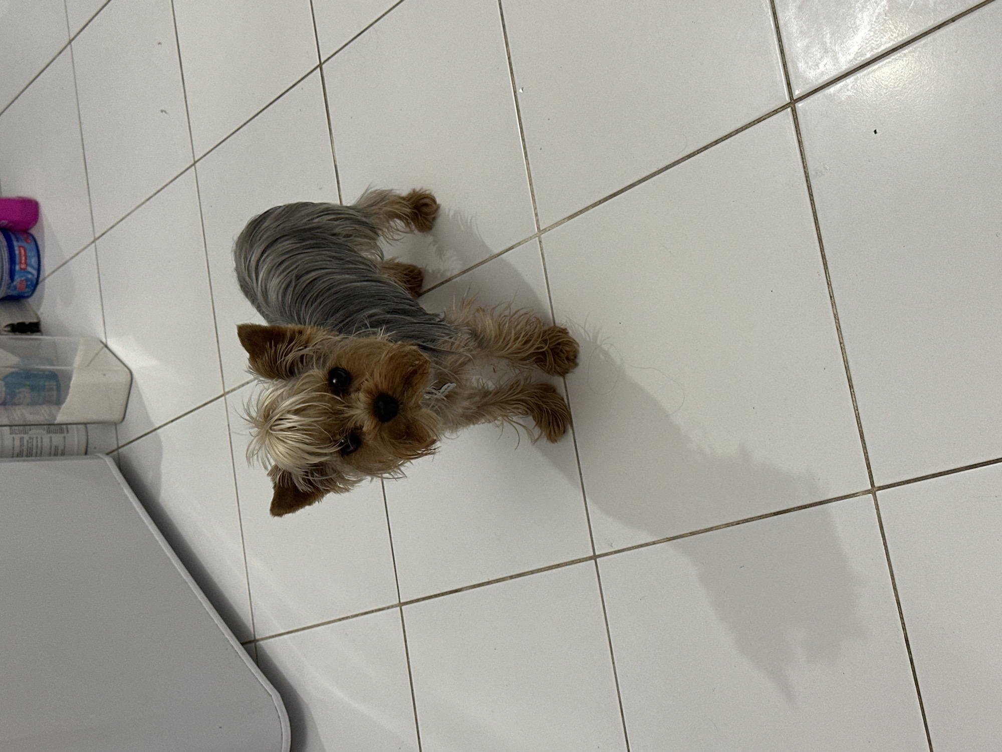 A Yorkshire Terrier stands on a white tiled floor, its body facing right. The dog has light brown fur on its face and legs, with gray fur on its back and tail. It has pointy ears and dark eyes. The floor is clean and appears to be in a kitchen or laundry room, as evidenced by a large white appliance to the left and some containers in the background. The dog is casting a shadow to its left. The scene is indoors, with no discernible elements that would indicate a specific location within the city of Verkhniy Yurt, Russia.
