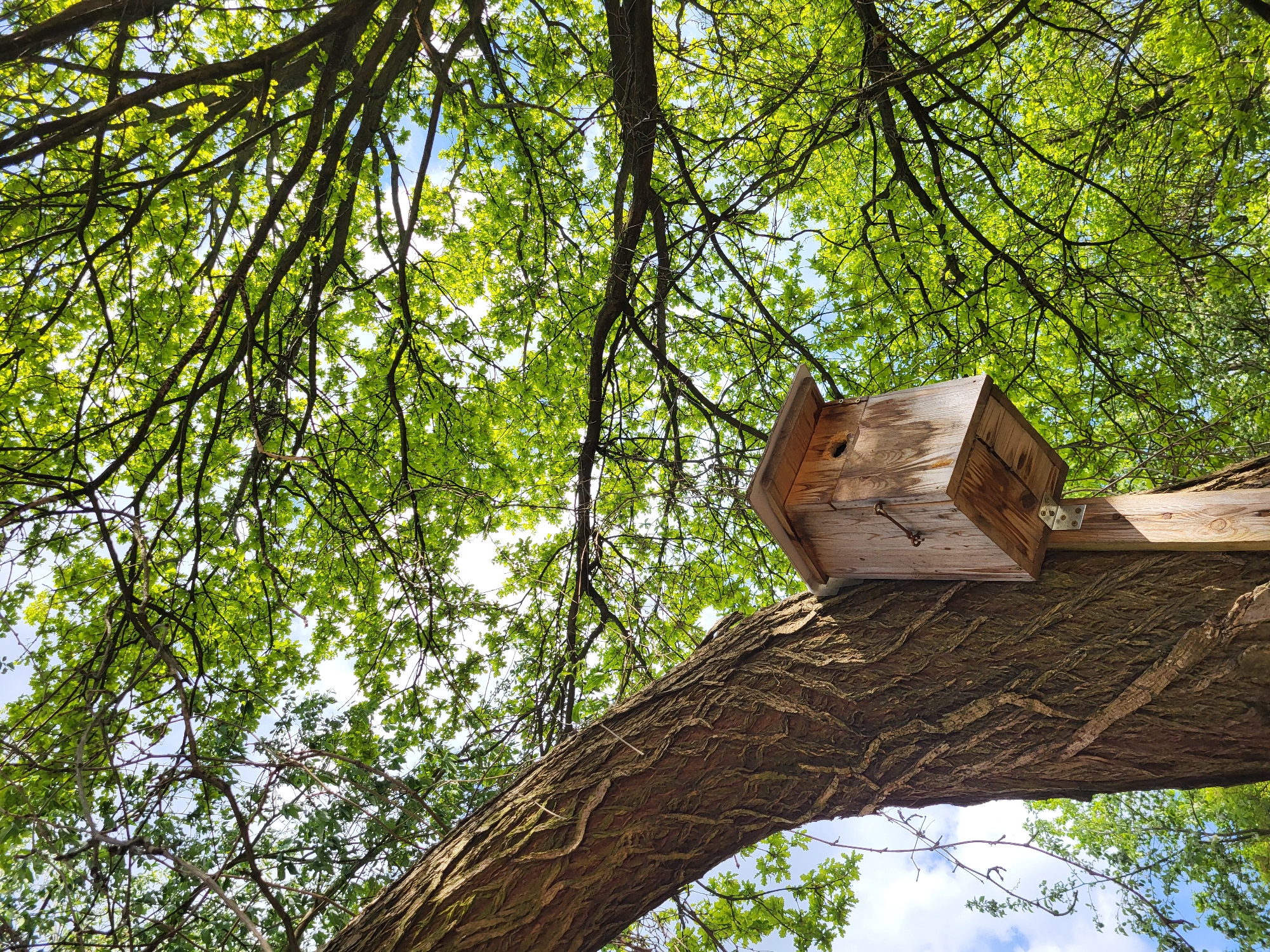 A low-angle shot shows a wooden birdhouse mounted on a tree branch. The bark of the branch is rough and textured. The birdhouse is a light wood color and appears weathered. Above the branch, the branches and leaves of the tree create a canopy, with glimpses of a cloudy sky visible through the foliage. The leaves are green, suggesting a lush environment. The location appears to be a natural setting, possibly a park. The exact location in the city of Unknown, Unknown, is not discernible from the image.