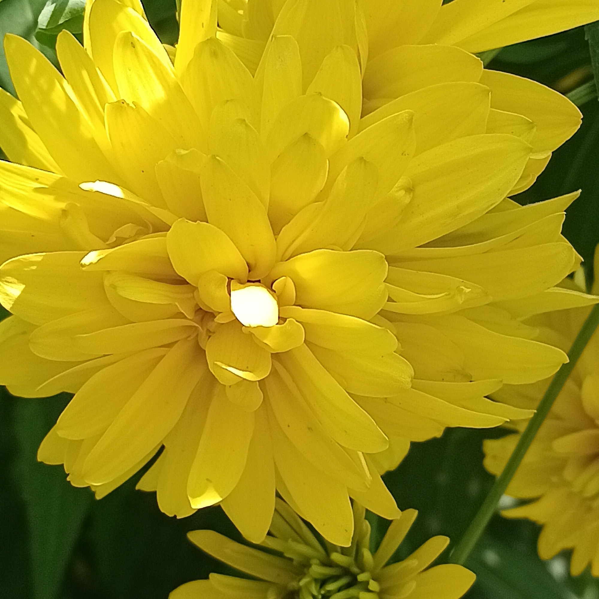 The image is a close-up, slightly overhead shot of a bright yellow, multi-petaled flower, possibly a type of chrysanthemum or dahlia, in full bloom. The petals are tightly packed and layered, creating a voluminous and textured appearance. Sunlight illuminates the flower, casting shadows and highlighting the curves of the petals. A small, bright white area is visible in the center of the flower, suggesting the opening to its core. The background is a soft blur of dark green foliage, indicating an outdoor setting, likely a garden or park. The image does not contain any people or specific landmarks that would allow for precise localization to Samara, Russia.