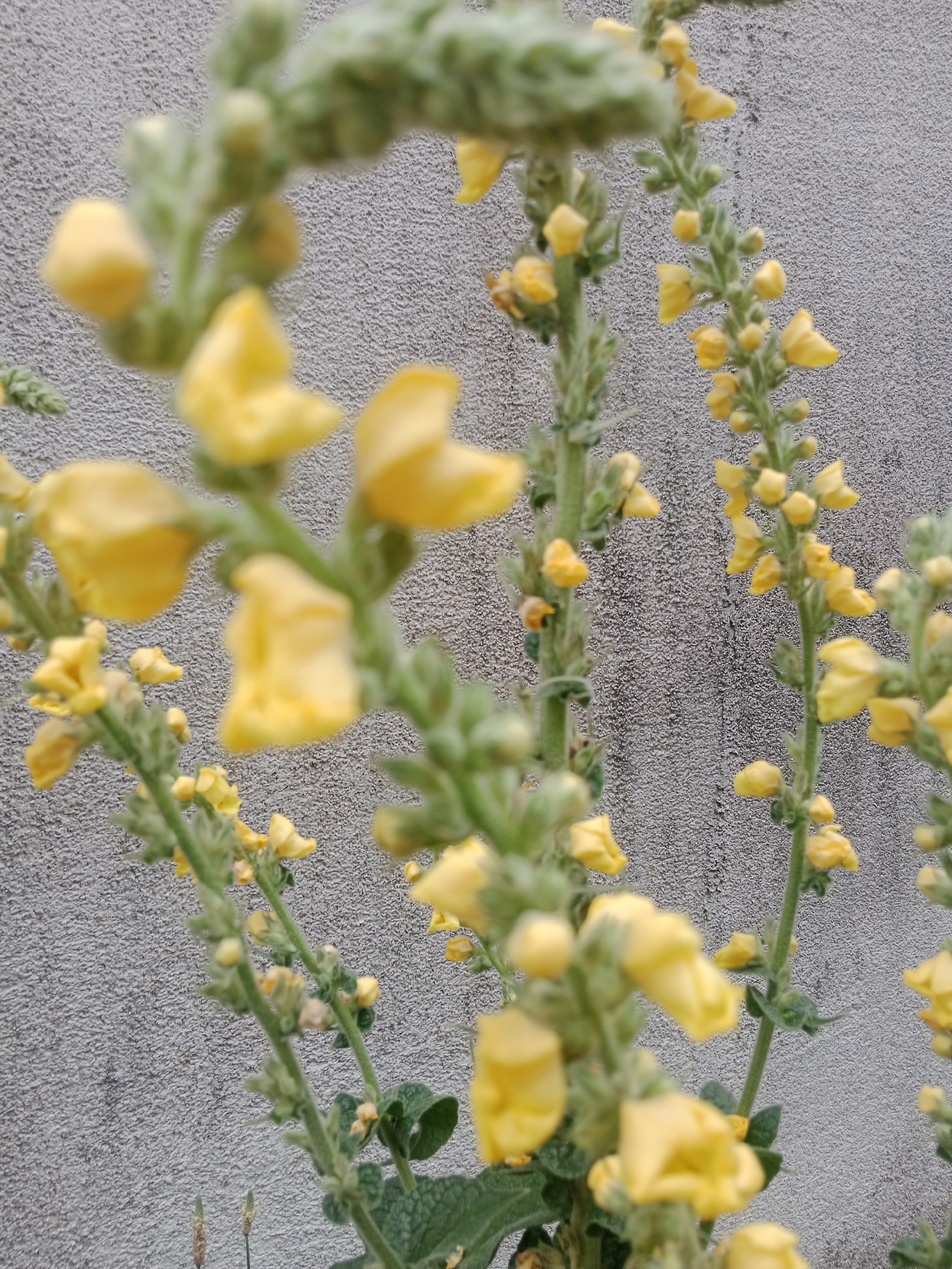 The image shows a close-up, slightly out-of-focus view of yellow flowers with green stems and fuzzy leaves, set against a textured gray wall. The flowers are small and bell-shaped, arranged in clusters along the stems. In the background, the wall appears to be made of concrete or stucco, with a rough, uneven surface. There are no people or discernible landmarks visible to indicate a specific location in Bydgoszcz, Poland. The lighting suggests it is daytime, possibly overcast. The focus is on the flora, with the wall serving as a neutral backdrop.