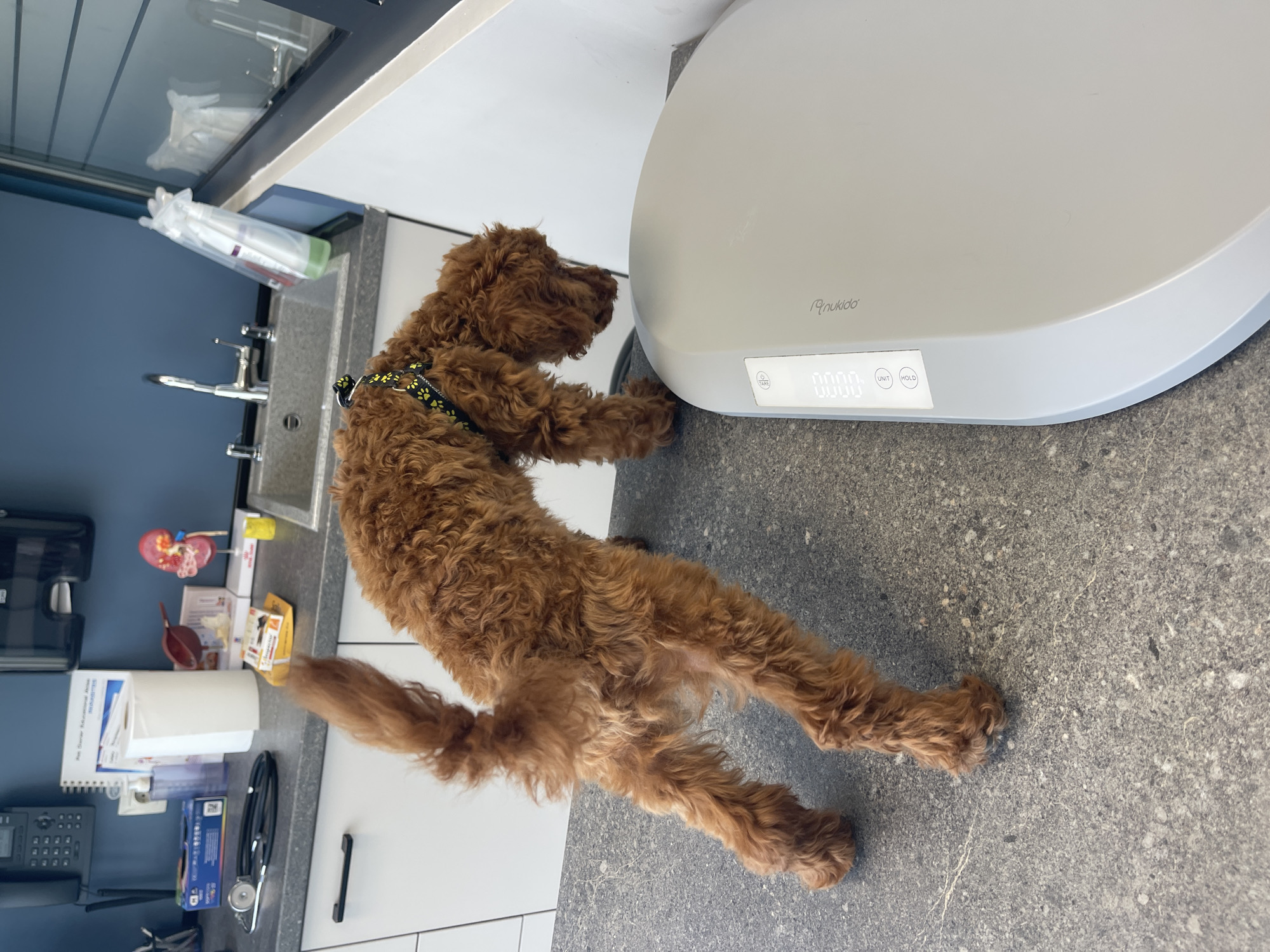A medium-sized, reddish-brown, curly-haired dog wearing a black and yellow harness is standing on a light gray countertop next to a white, round scale. The scale displays "0.000" on its digital screen. The background includes a blue wall, a sink, medical supplies, and office equipment on a white countertop. The location is likely a veterinary clinic or office. The city of Sofia, Bulgaria cannot be determined from the image.