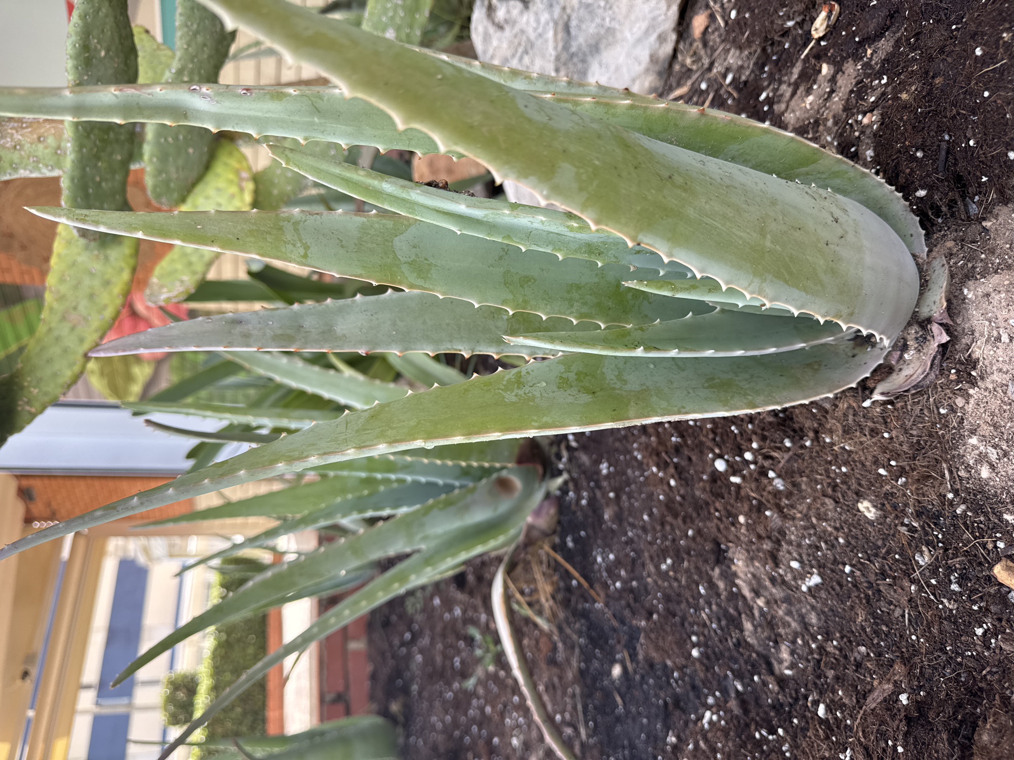 The image shows an aloe vera plant with thick, green leaves. The plant is in a pot filled with dark soil, which is visible in the lower right portion of the frame. Some small white perlite particles are mixed in with the soil. The leaves of the aloe vera are serrated along the edges, and some appear slightly wilted or damaged. In the background, to the left, a blurry reflection of a building with windows and a light-colored facade is visible. The overall lighting suggests it is daytime, with sunlight casting some shadows. The scene appears to be an outdoor setting, possibly a patio or garden, given the presence of soil and the glimpse of the building. There are no people or animals present in the image. The focus is entirely on the aloe vera plant and its immediate surroundings. The orientation of the image is slightly tilted.