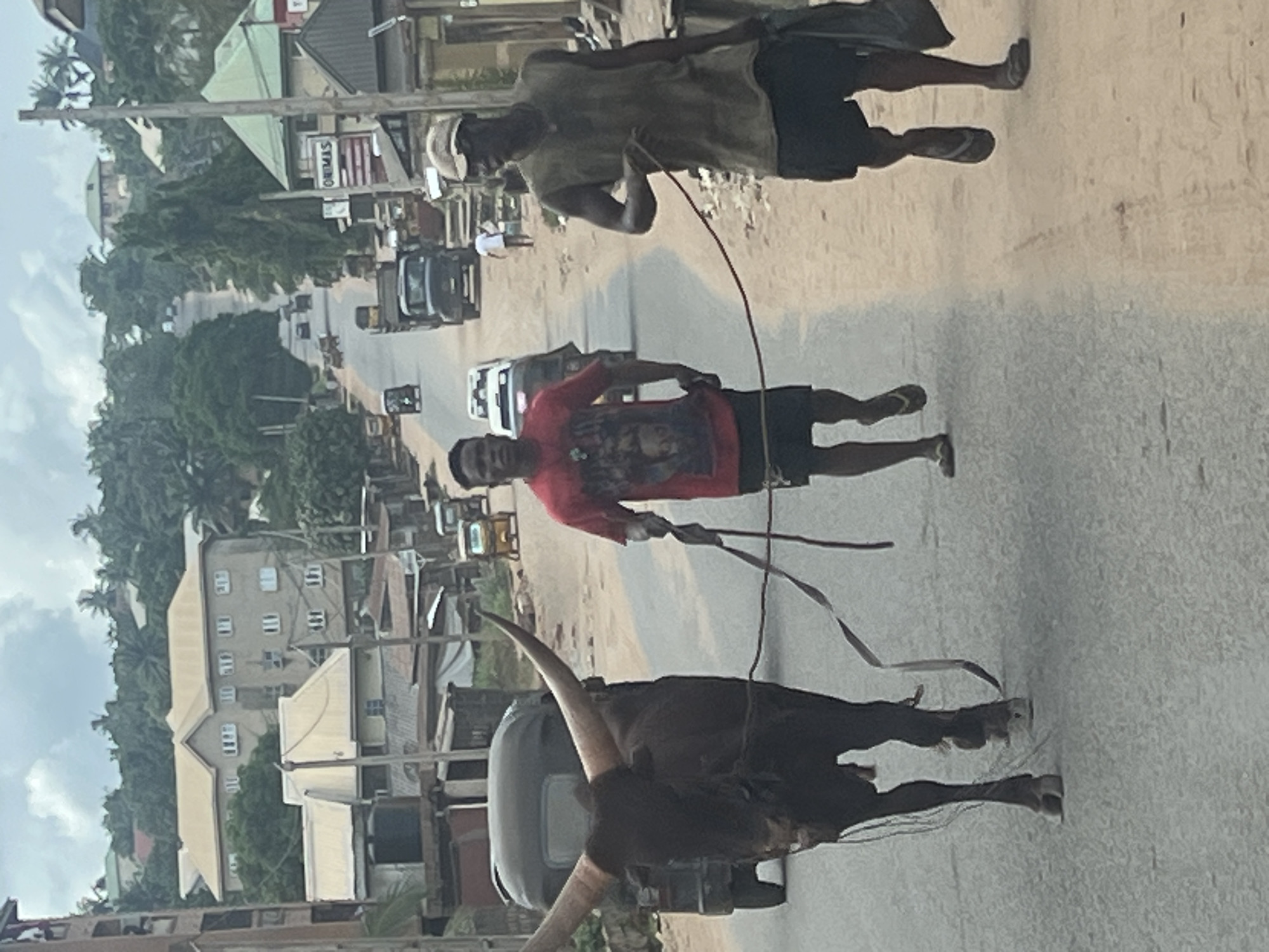 Two men are walking down a street in the city of Unknown, Unknown, leading a bull with large horns. The man in front is wearing a red shirt and black shorts, while the man behind him is wearing a green shirt and black shorts. Both men are carrying whips. The bull is dark brown. Cars and buildings can be seen in the background.