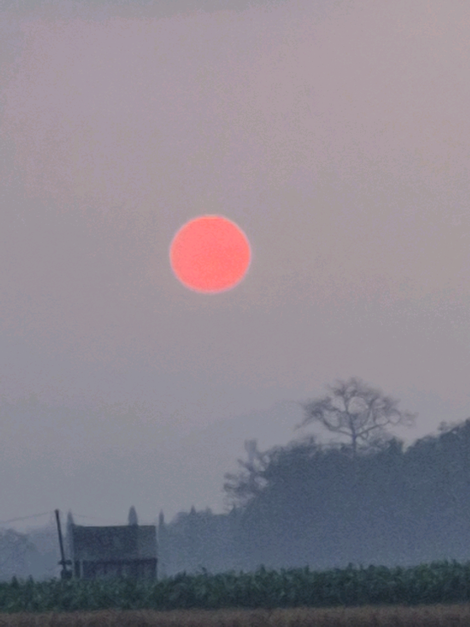 A hazy, pinkish sky dominates the upper portion of the image, with a large, vibrant orange-red sun positioned in the upper left quadrant. The sun appears slightly diffused by atmospheric conditions. Below the sky, a dark, misty landscape unfolds. In the middle ground, a cluster of trees, including a prominent bare tree with intricate branches, are silhouetted against the hazy sky. To the left of the trees, a dark, rectangular structure with pointed roof elements, possibly a building, is visible. A thin, vertical pole stands to the left of this structure. In the foreground, a band of dark green foliage runs horizontally across the image, with a strip of brown earth or field below it. The overall impression is of a landscape at dawn or dusk, with low visibility due to atmospheric haze or fog. The location is specified as Dukuhrejo, Indonesia.