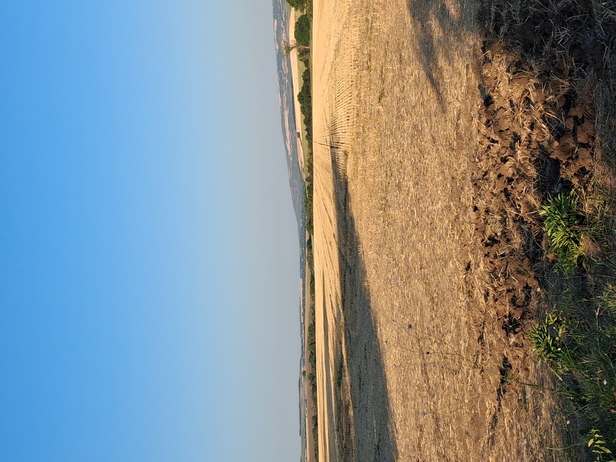 The image shows a wide, rural landscape under a clear blue sky. The foreground is dominated by a field of dry, golden stubble, likely from a harvested crop such as wheat or barley. The field appears to have been recently worked, with some areas of dark, tilled soil visible. In the distance, a line of green trees forms a natural border, beyond which rolling hills stretch towards the horizon. A single, bare tree stands out against the foliage. The light suggests it is late afternoon or early evening, casting long shadows across the field. The scene is serene and undisturbed, indicative of agricultural land. The image captures a view of agricultural fields and rolling hills in the vicinity of Goran, Bulgaria.