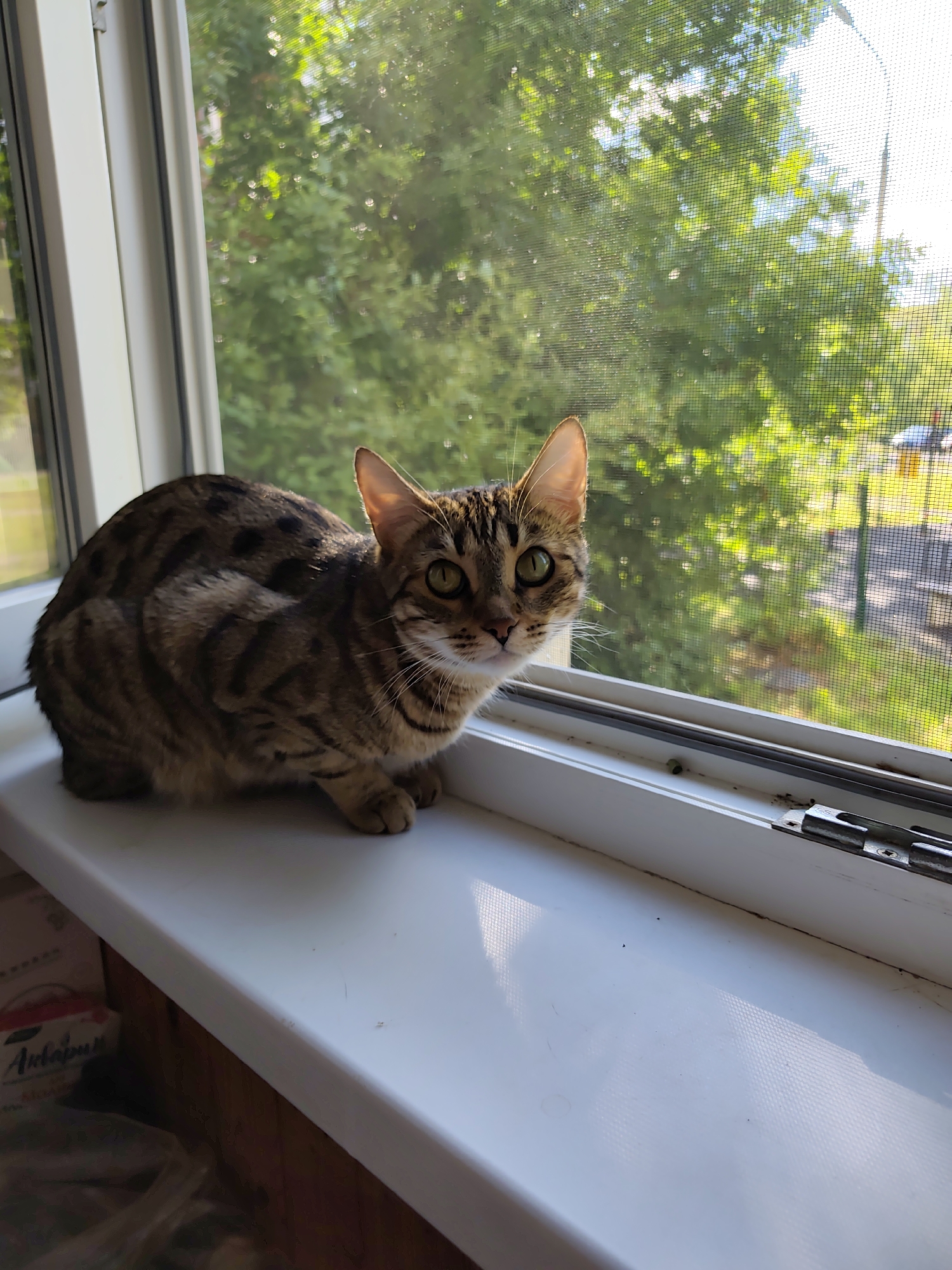 A tabby cat is sitting on a white windowsill, looking towards the viewer. The cat has green eyes and distinctive dark stripes on its fur. Behind the cat, a window with a mesh screen is visible, through which green trees and a bright sky can be seen. The windowsill appears to be in an urban setting, as suggested by the hint indicating Dzerzhinsk, Russia, and the presence of trees and a light pole in the background.