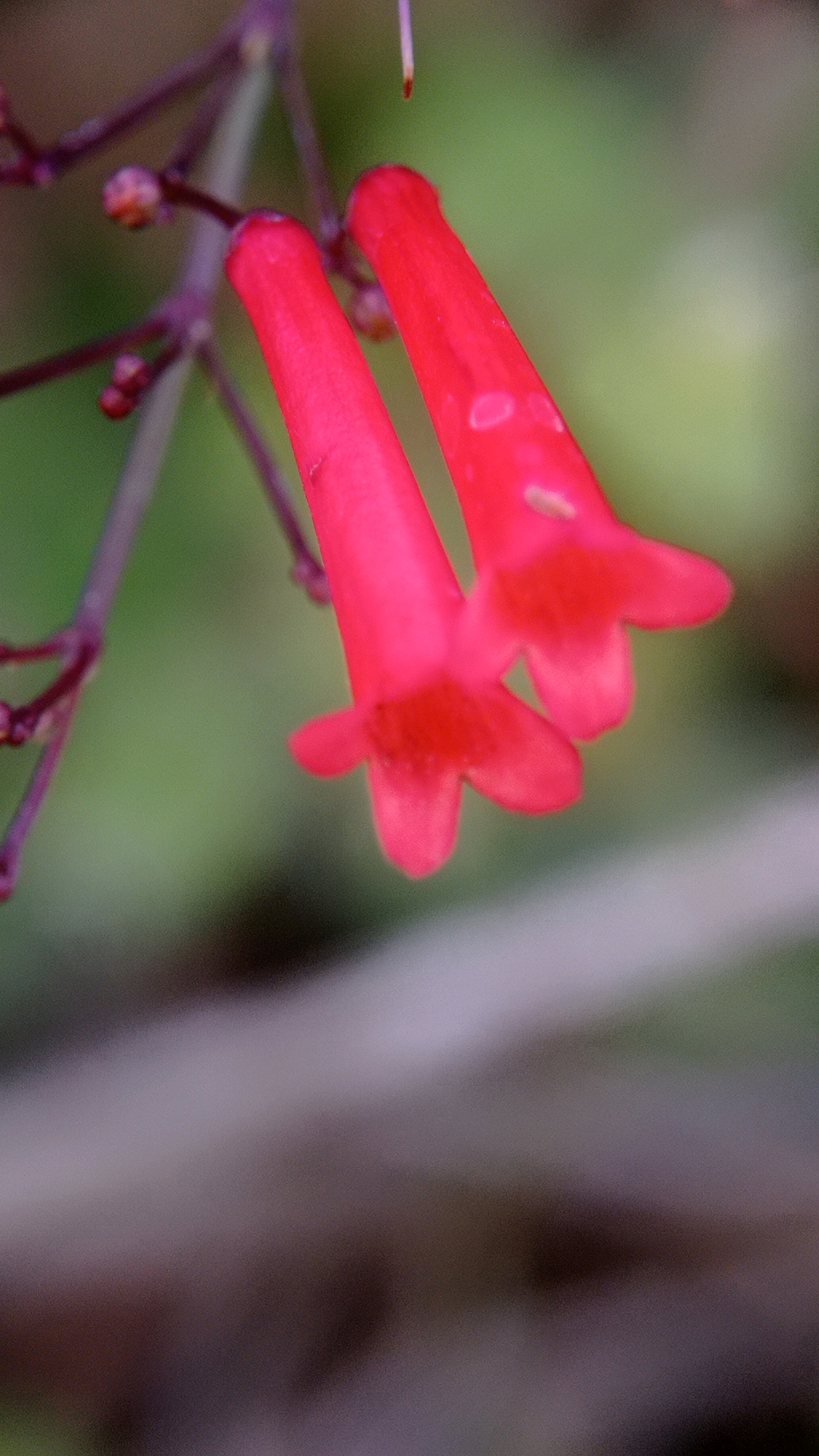 The image is a close-up, macro shot of two vibrant red, tubular flowers hanging from a thin, purplish stem. The flowers have five distinct, petal-like lobes at their tips, resembling tiny bells. The background is softly blurred, with areas of green suggesting foliage and muted browns indicating other natural elements. The shallow depth of field isolates the flowers, emphasizing their color and delicate structure. The image does not provide any information about its location in Batu, Indonesia.