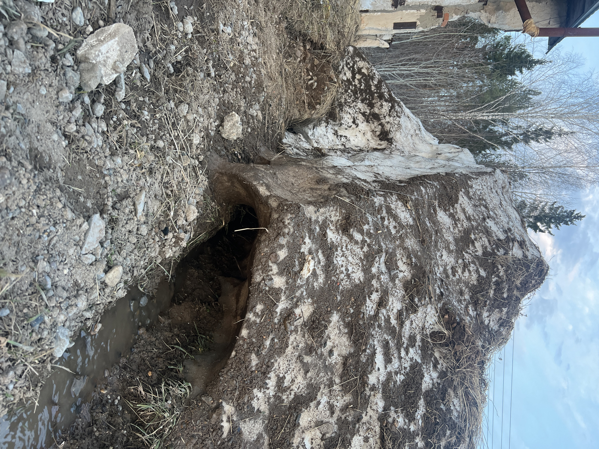 The image depicts an earthen bank with a hole or tunnel through it, located in Noviy, Russia. The bank appears to be composed of dirt and debris, with melting snow covering portions of it. A small stream of water runs along the base of the bank near the tunnel entrance. Bare trees and buildings are visible in the background. The sky is visible in the upper right corner.