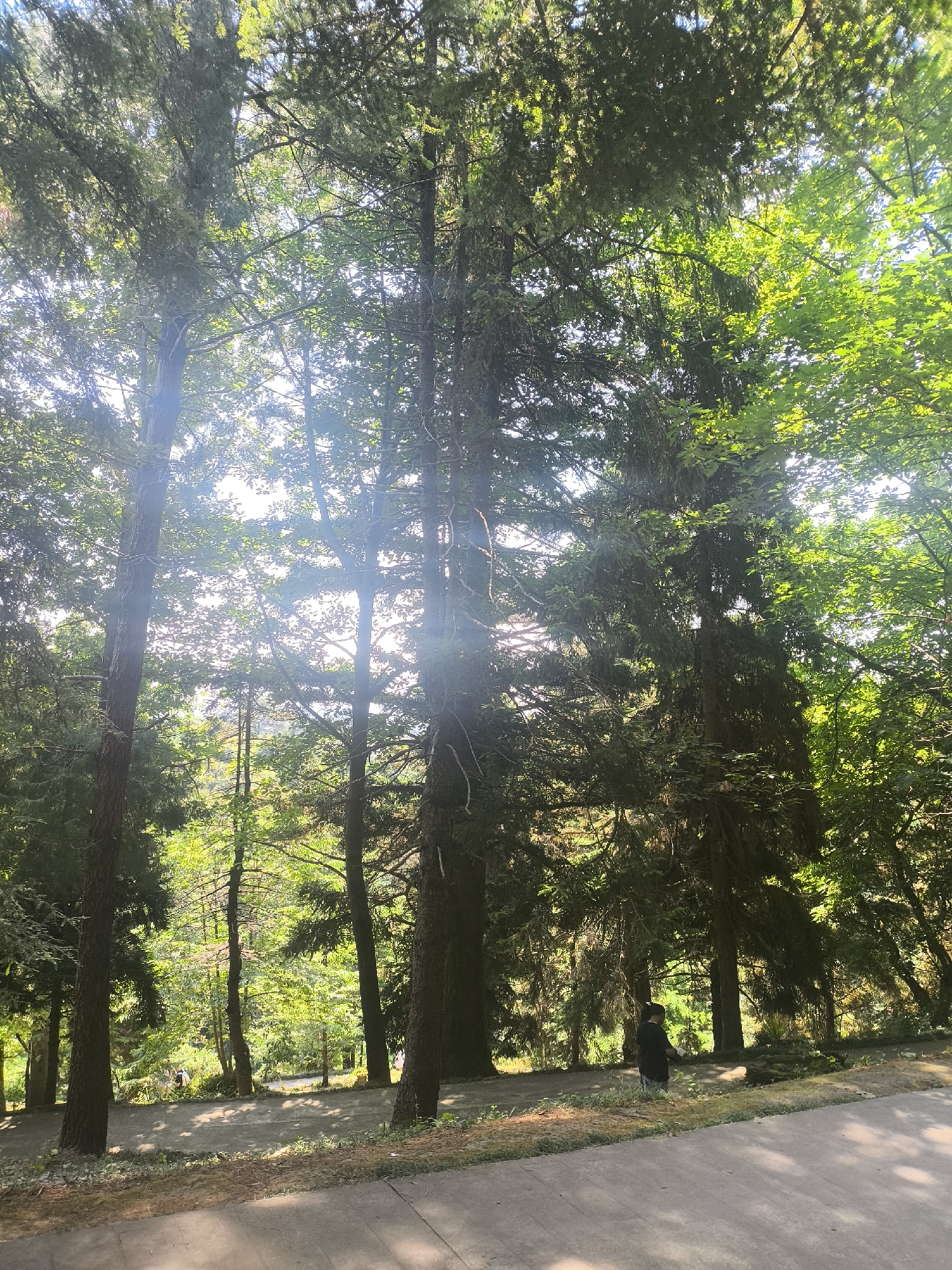 The image depicts a path winding through a dense forest with tall evergreen trees. Sunlight streams through the canopy, creating dappled light on the ground. A person in a dark shirt and pants stands on the path, facing away from the camera, with their left arm extended. They appear to be holding something white in their hand. The path is paved with concrete and bordered by grass and vegetation. The scene is likely in Batumi, Georgia, a city known for its lush greenery and coastal location, which often features similar forested areas.