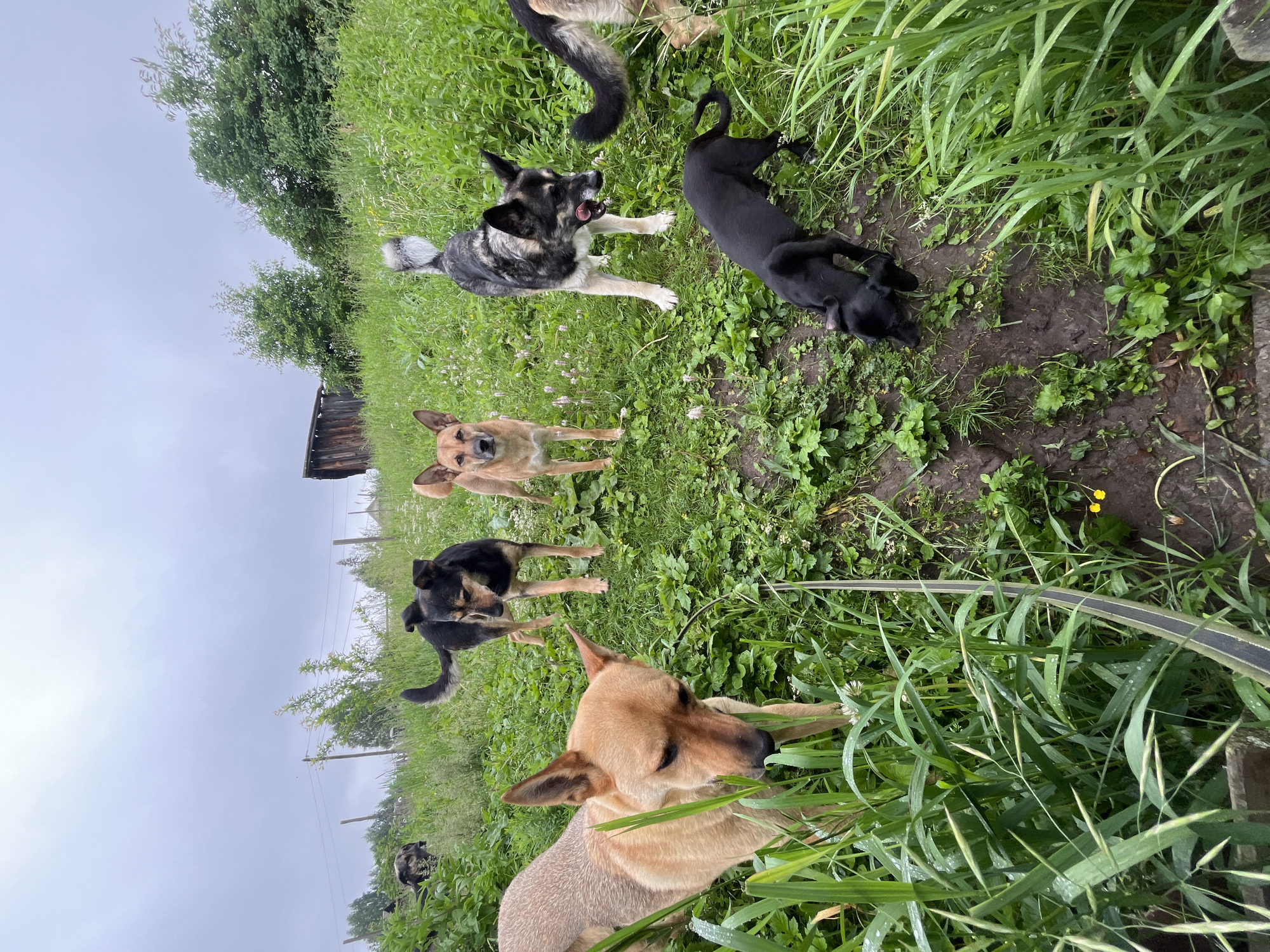 A group of seven dogs, of various breeds and sizes, are gathered in a grassy, outdoor area. The dogs are primarily tan, black, and gray in color. One dog, a larger tan one, is in the foreground, facing left and looking down into tall grass. To its right, a black puppy is sniffing the ground. Behind these two, several other dogs are visible. A tan dog stands looking forward, and to its left, a black and tan dog with erect ears is looking down with its tongue out. Further back and to the left, a large gray and black dog is partially obscured by foliage. In the background, a rustic wooden structure is situated on a grassy hill under an overcast sky. The environment appears to be a rural or semi-rural setting.