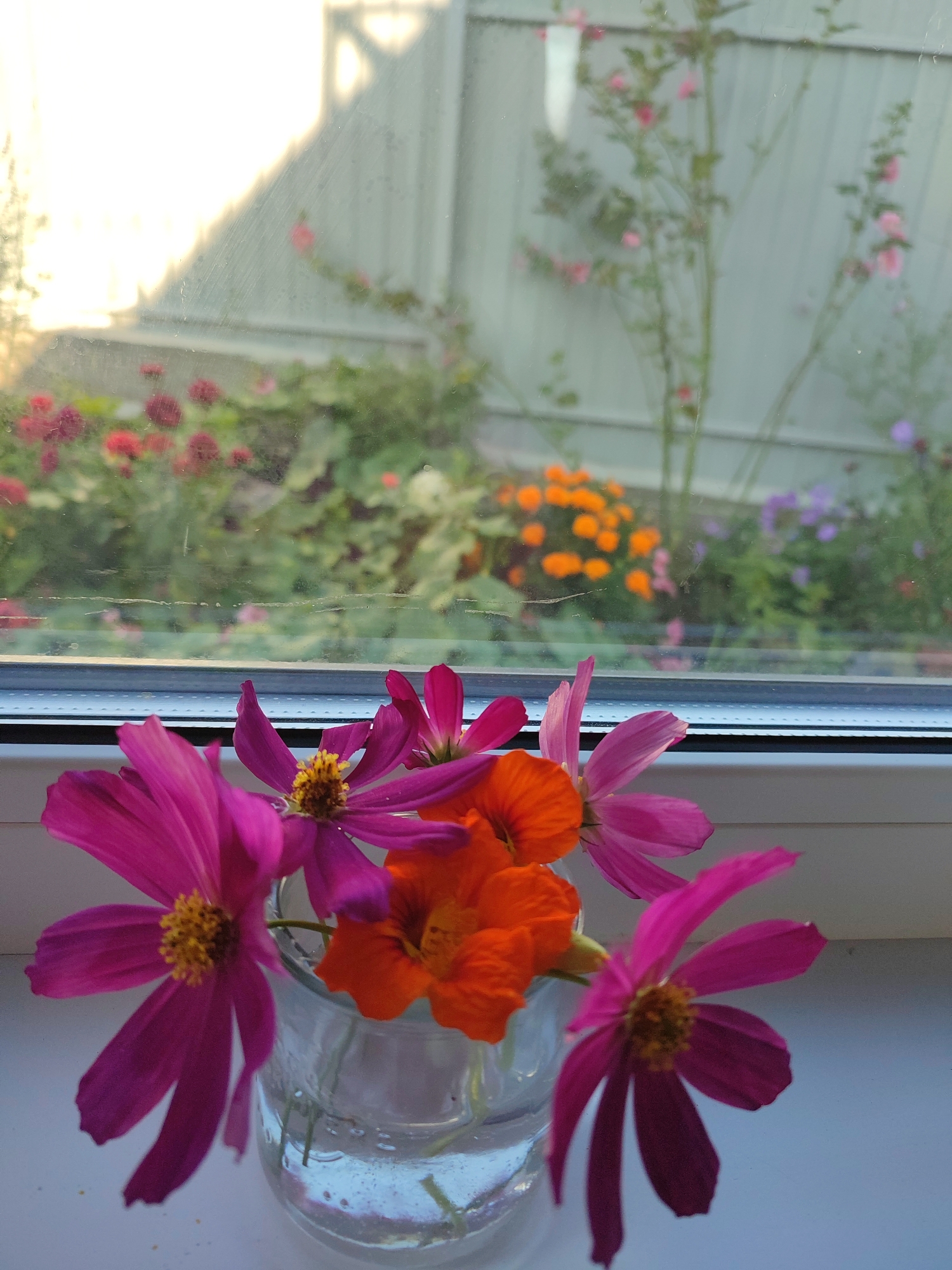 A close-up shot focuses on a small glass jar filled with water and several colorful flowers. The flowers in the foreground are primarily magenta cosmos with bright yellow centers, accompanied by vibrant orange nasturtiums. Behind the vase, a window looks out onto a garden filled with various flowers in shades of red, orange, pink, and purple, with a light-colored fence visible in the background. The lighting suggests it is either early morning or late afternoon, with sunlight casting a warm glow through the window and on the fence. The scene appears to be set on a windowsill inside a residence in Budy, Ukraine. There are no people or animals present.