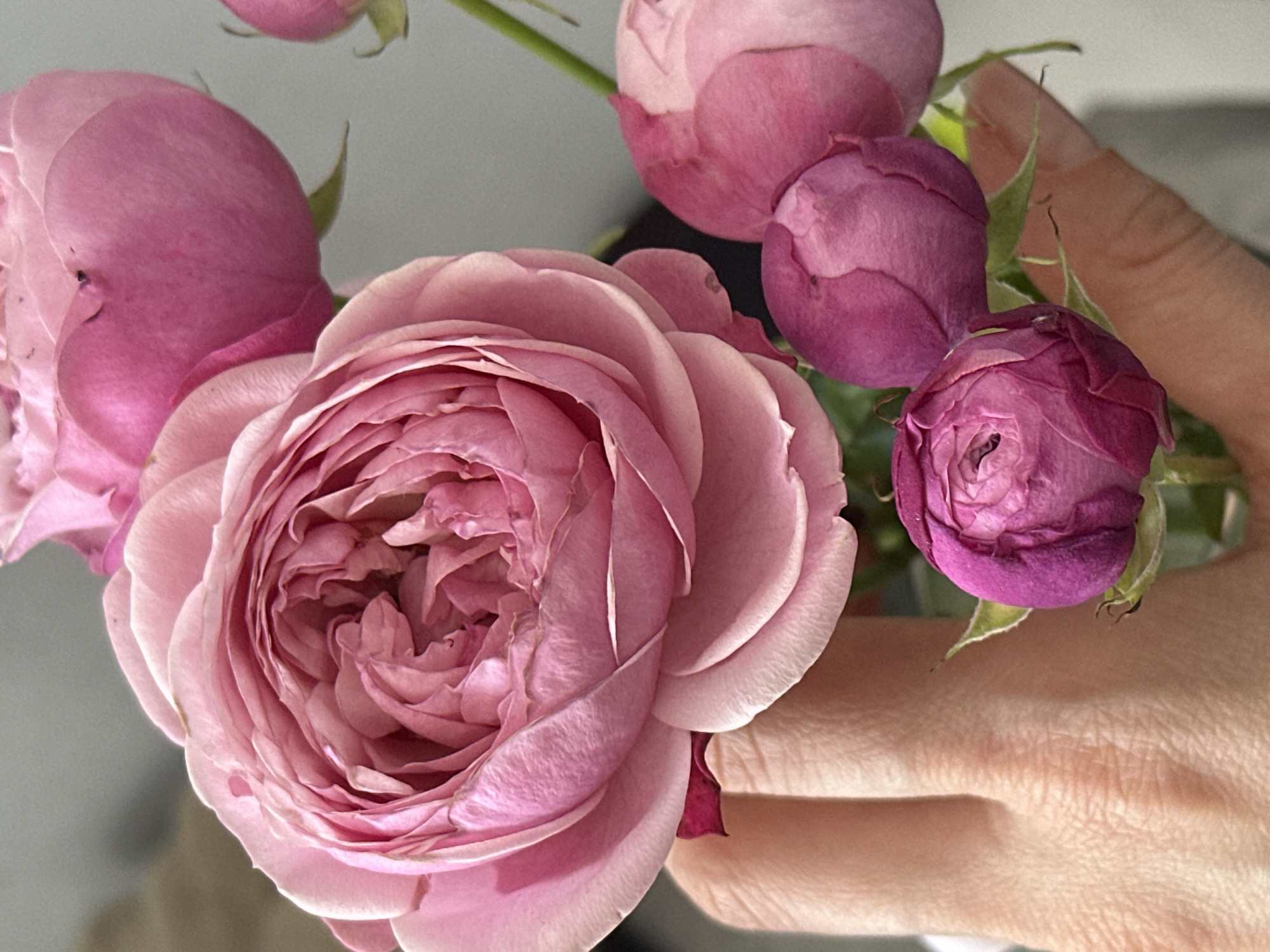 The image displays a close-up of a bouquet of roses held by a human hand. A large, fully open rose in a soft pastel pink hue is prominent in the foreground, with its numerous petals intricately spiraling towards a slightly darker pink center. Surrounding this main bloom are several smaller rosebuds, varying in color from lighter pink to a vibrant magenta or fuchsia, some tightly closed and others just beginning to unfurl. Green stems and a few small leaves are visible among the blossoms.
On the right side and bottom right of the frame, a light-skinned human hand gently grasps the stems of the flowers. The skin texture and subtle wrinkles of the hand are visible, suggesting a delicate hold. The background is uniformly blurred into a light grey-blue tone, indicating an indoor setting with diffused lighting.
There are no discernible location cues, visible text, or specific time of day or weather conditions apparent in the image. The activity depicted is simply holding or presenting a small bouquet of roses, conveying a sense of beauty and appreciation for the flowers. The location context for this image is Kazan, Russia.