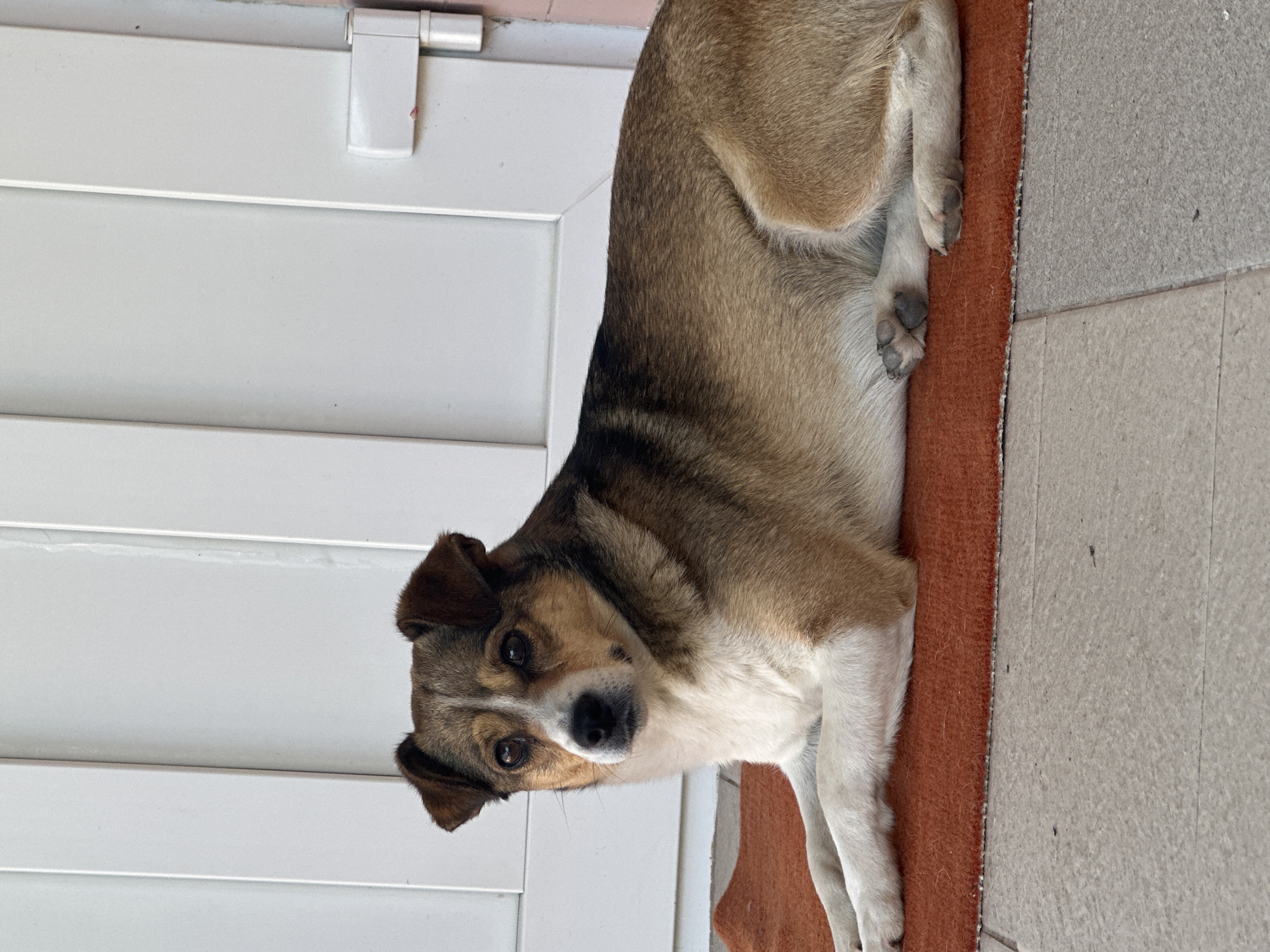 A medium-sized dog with brown and white fur lies on an orange mat in front of a white door. The dog is facing the camera with its head slightly tilted. The door has vertical panels and a white hinge on the right side. The ground is tiled with large, light-colored tiles. The setting appears to be an outdoor area, possibly a porch or patio, in the city of Makiv, Ukraine.
