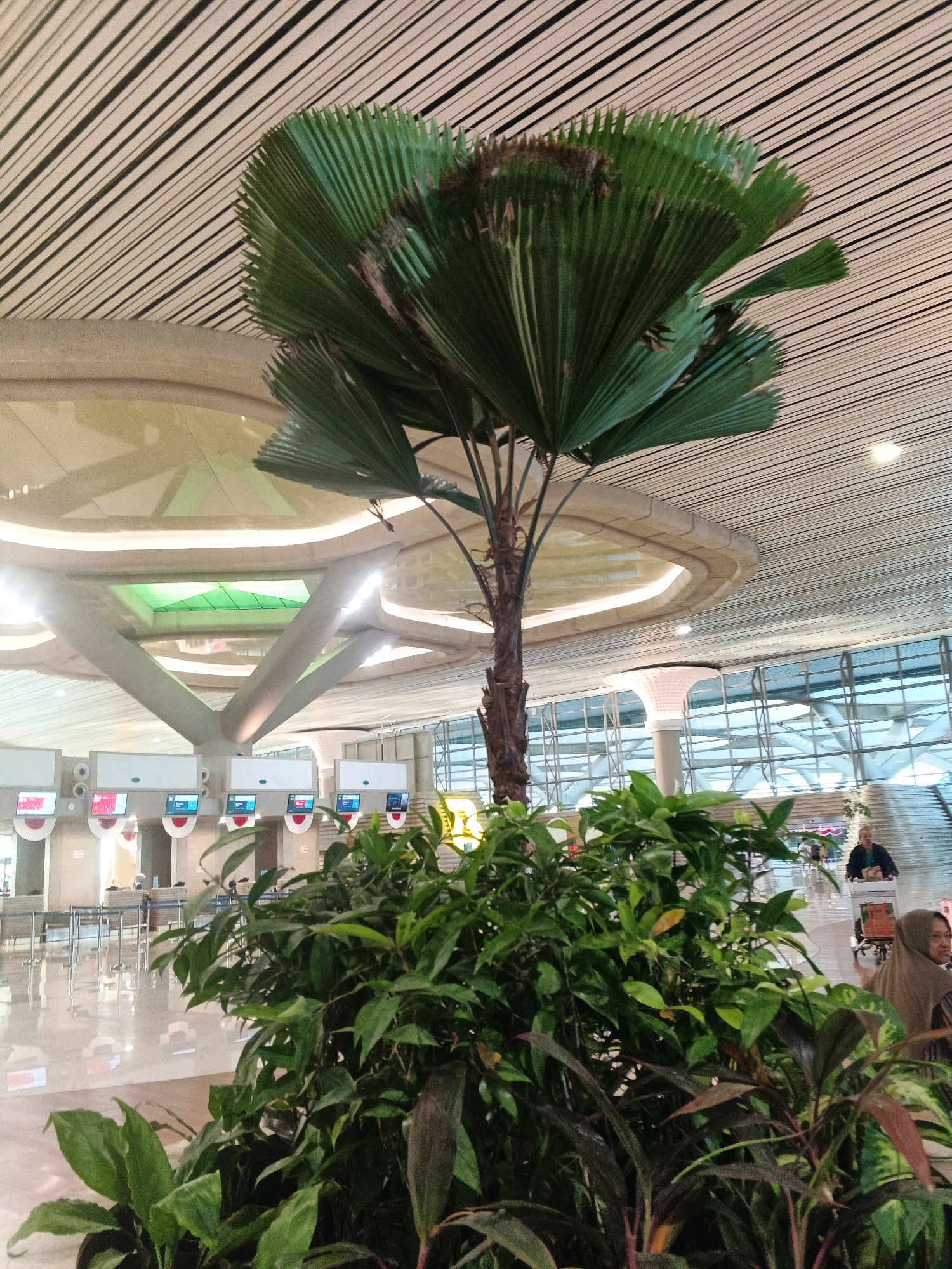 A medium shot captures an indoor palm tree and a dense shrubbery in the foreground, positioned in what appears to be an airport terminal. The palm tree, with its large, fan-shaped green leaves, stands tall with a rough, brown trunk. The shrubbery in front of it is a mix of various green plants with some darker, reddish-purple foliage. In the background, a modern airport interior is visible, featuring a distinctive ceiling with parallel white and black stripes. Several check-in counters with screens displaying information are present, along with metal stanchions and a polished floor reflecting the lights. Through large windows, the exterior of the building is partially visible, showing a contemporary architectural design with glass and metal elements. A few people are present in the background, including one individual pushing a luggage cart and another person wearing a hijab. The overall lighting is bright and ambient, suggesting daytime. The scene is likely located in the city of Kebonrejo, Indonesia.