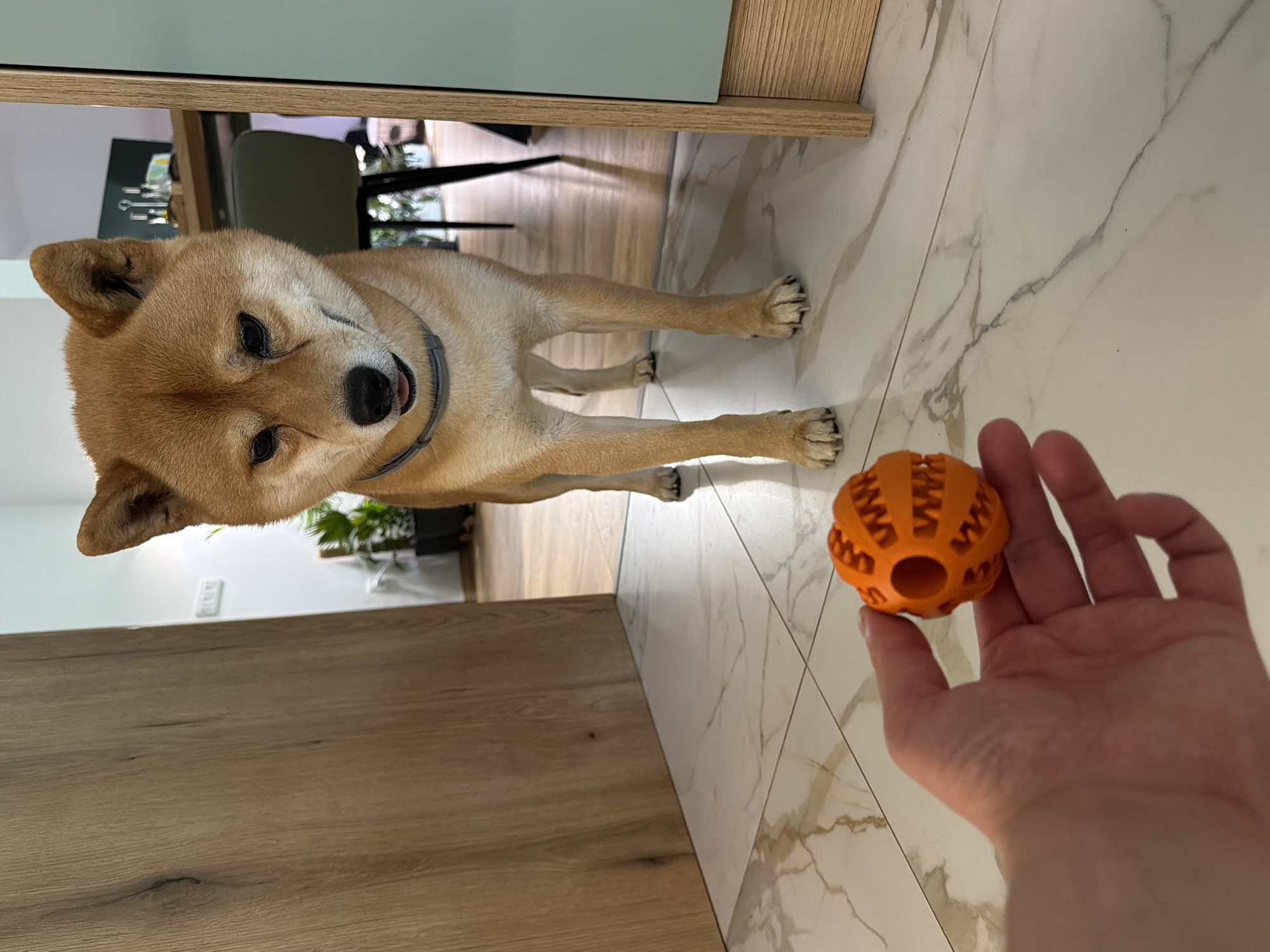 A Shiba Inu dog stands attentively on a white marble-patterned tiled floor, looking towards an orange, textured ball held in a human hand. The dog wears a dark collar. The room is partially visible through an open doorway, revealing wooden flooring and a minimalist dining area with chairs. A green plant is visible in the background. The location is not evident from the image.